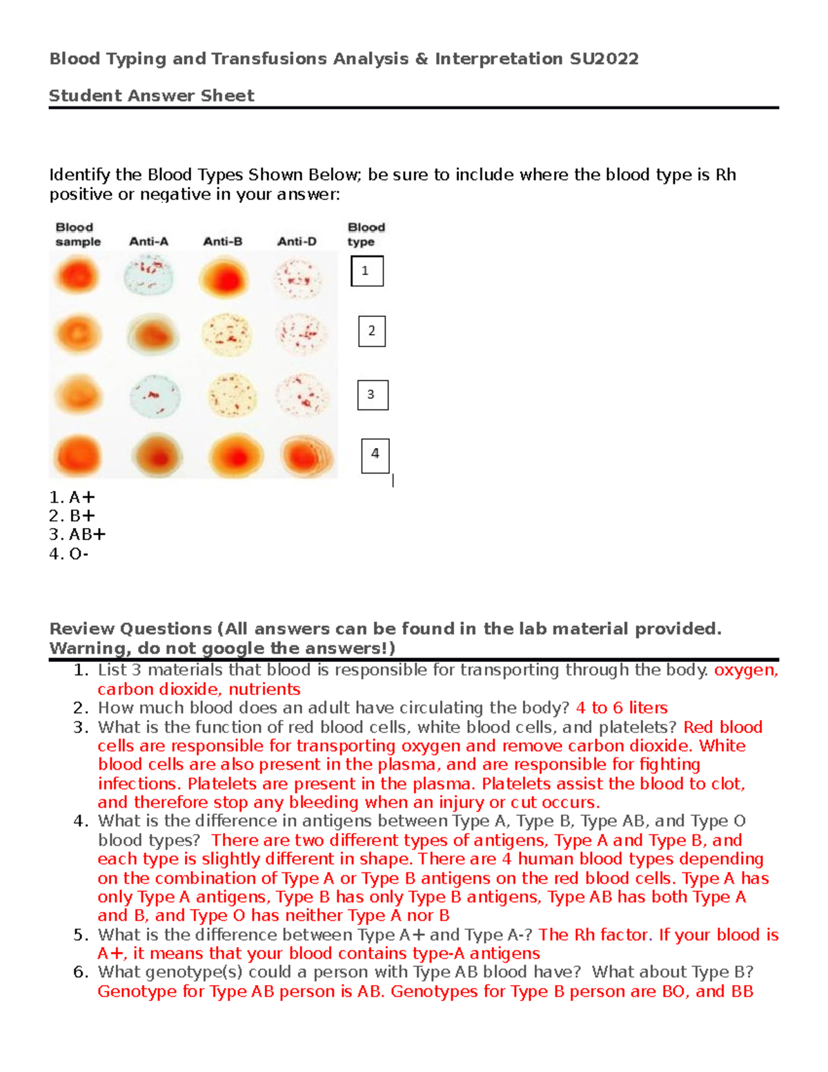 Blood Typing And Transfusions Student Answer Sheet Blood Typing And 