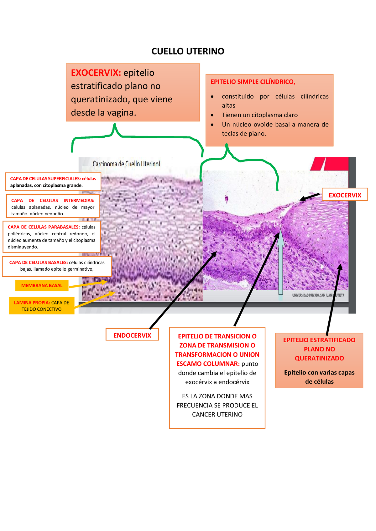 Pc Histo Resumenes CUELLO UTERINO EPITELIO ESTRATIFICADO PLANO NO QUERATINIZADO Epitelio