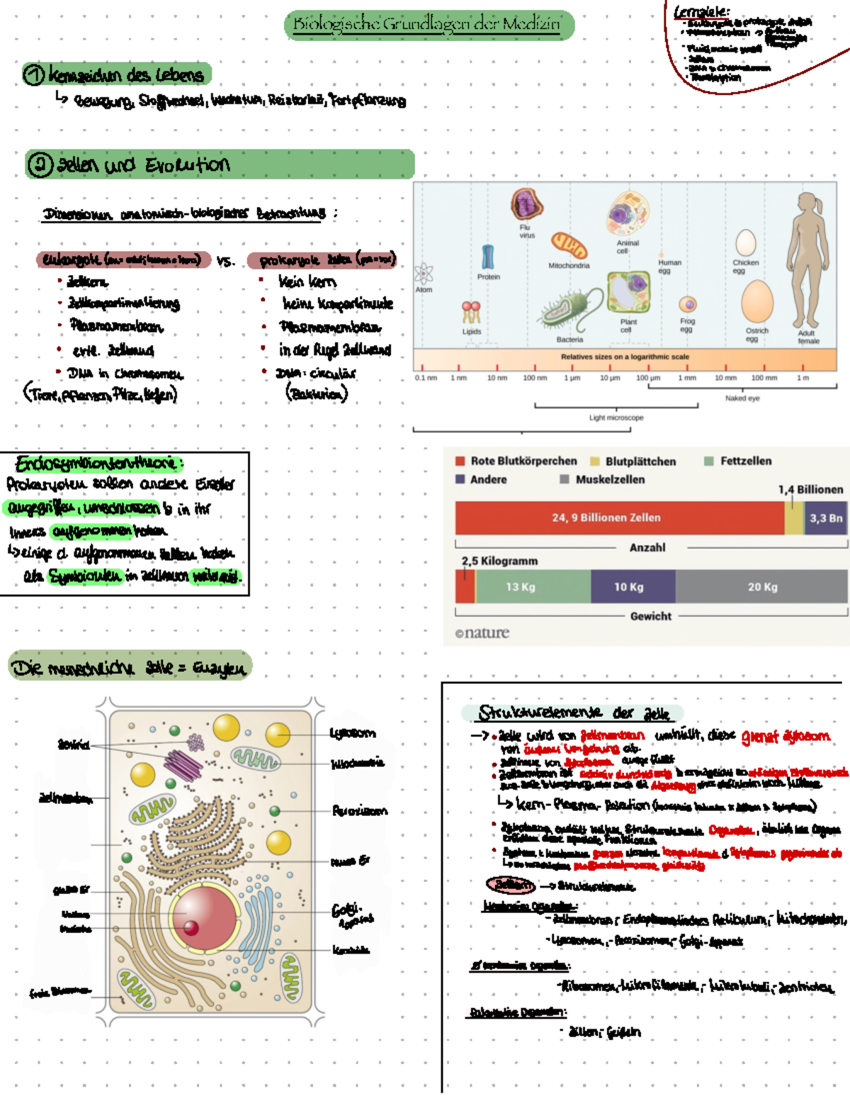 Erste Vorlesung - Biologische Grundlagen Der Medizin Lernziele ...
