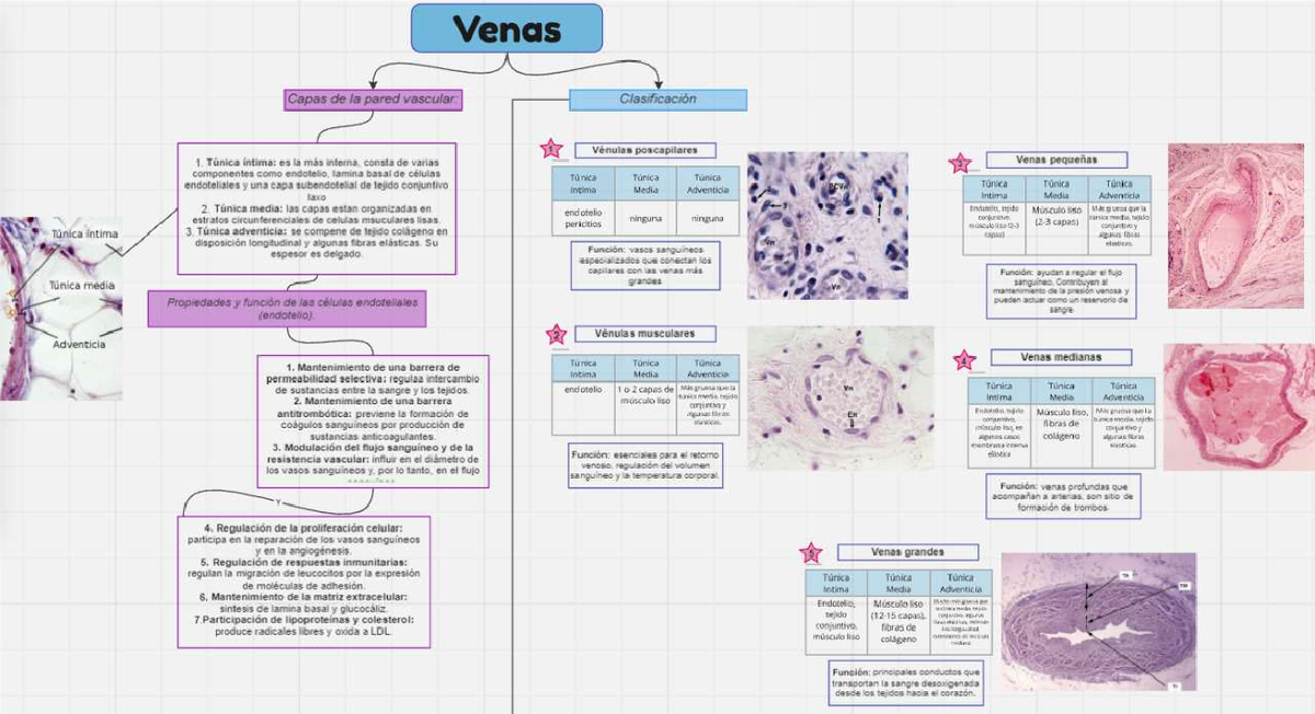 caracteristicas-histoligcas-de-los-tipos-de-venas-venas-capas-de-la