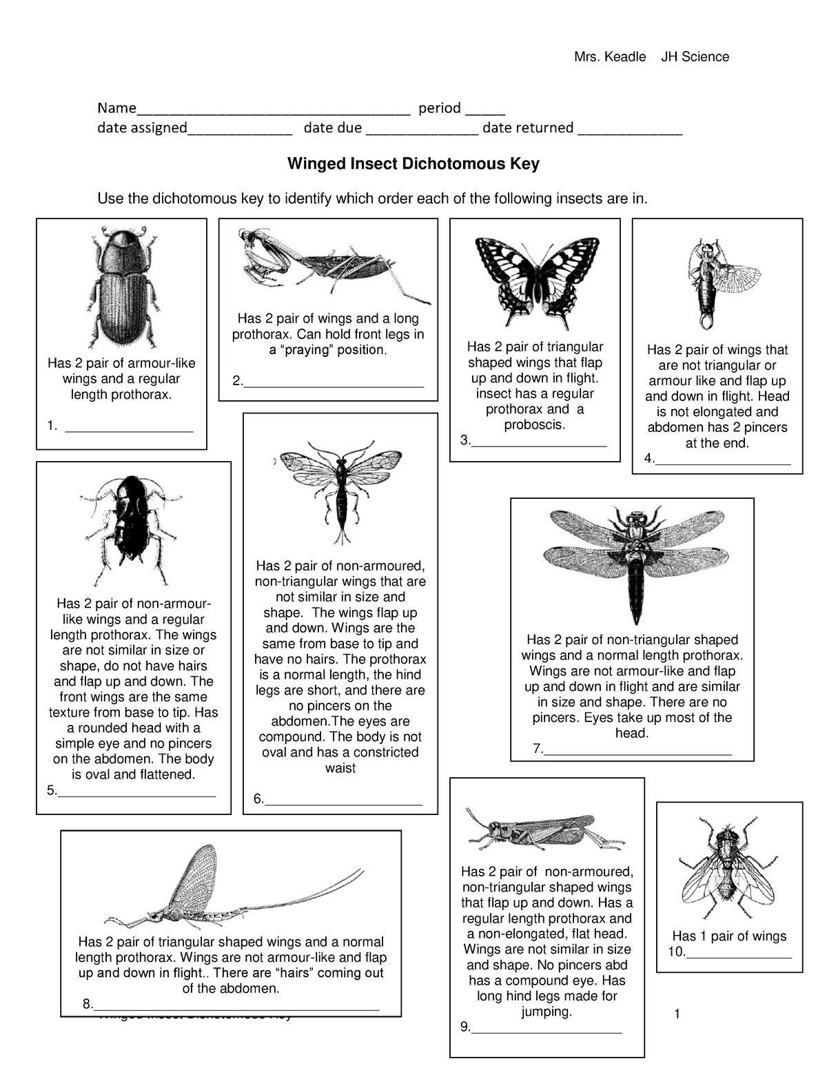 Winged Insect Dichotomous Key Mrs. Keadle JH Science Winged Insect