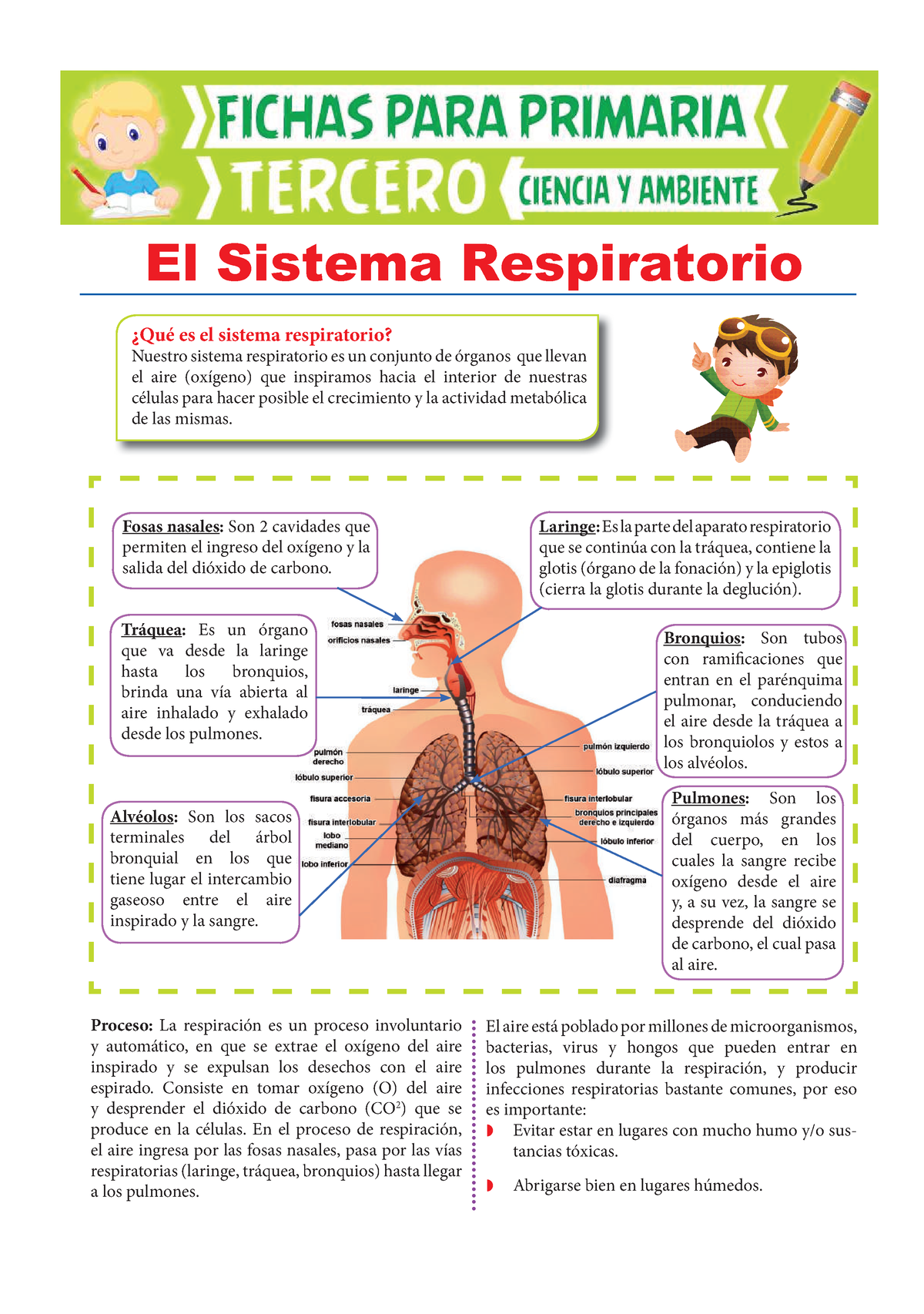 Partes Del Sistema Respiratorio Para Tercero De Primaria - ¿Qué Es El ...