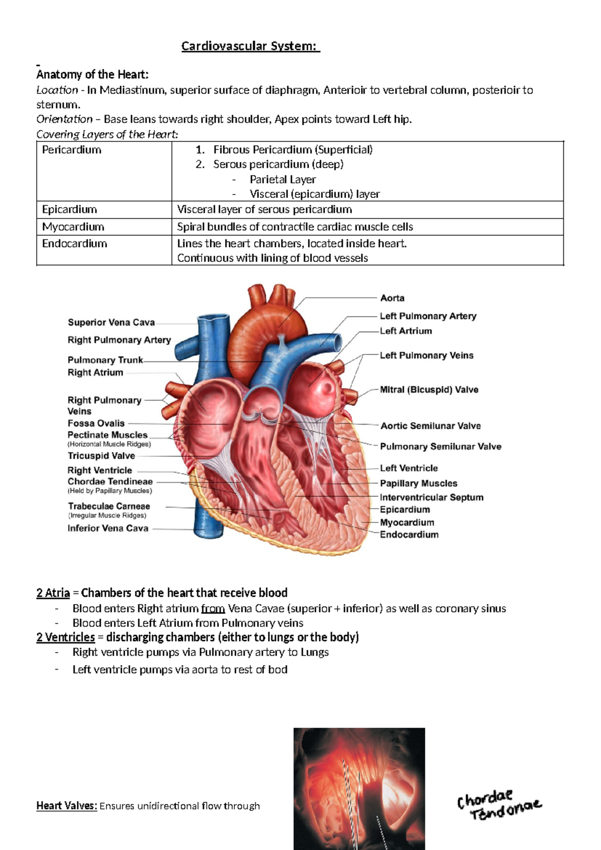 Cardiovascular System - Cardiovascular System: Anatomy of the Heart ...