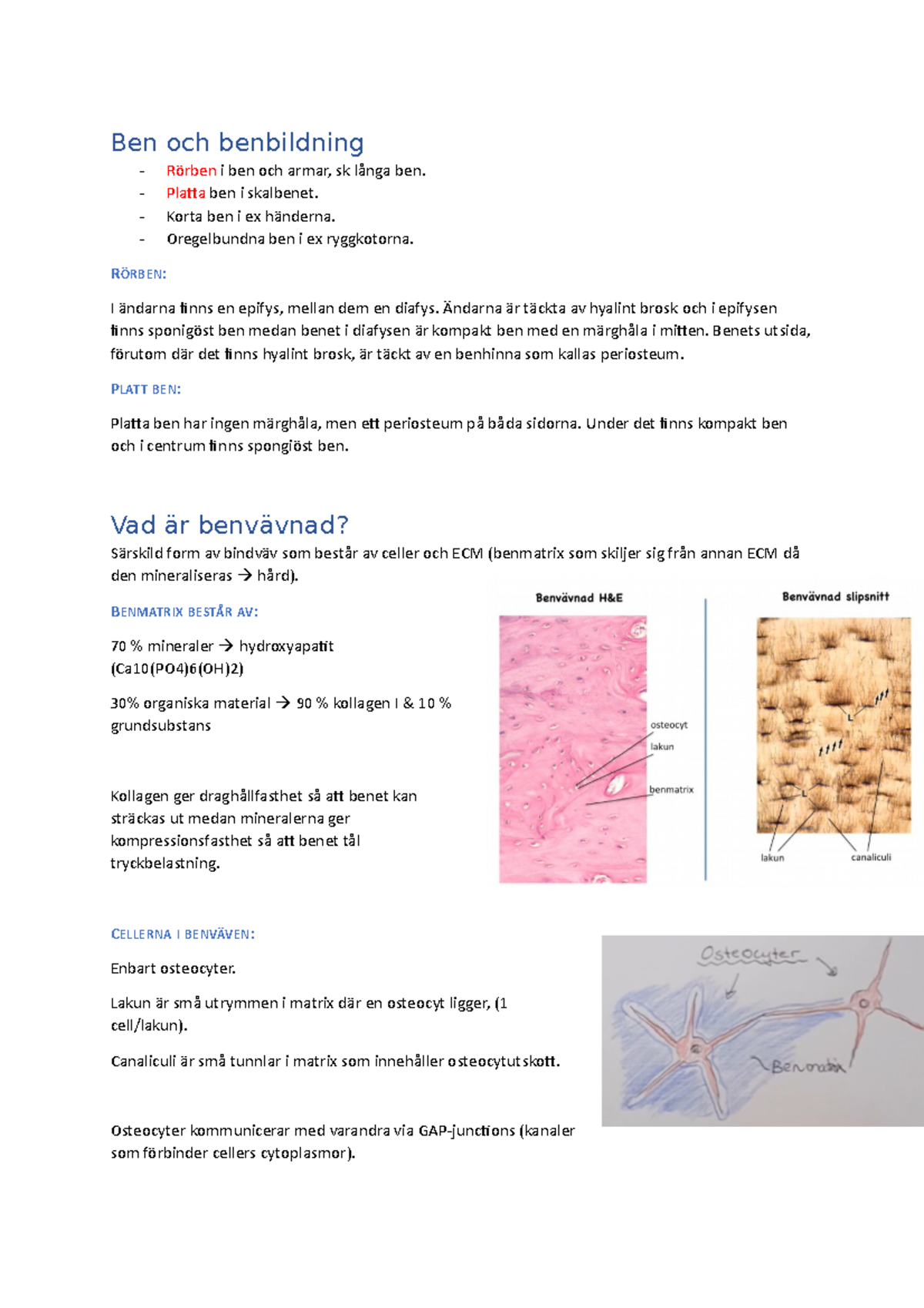 Ben och benbildning - läg022 histologi - Ben och benbildning Rörben i ...