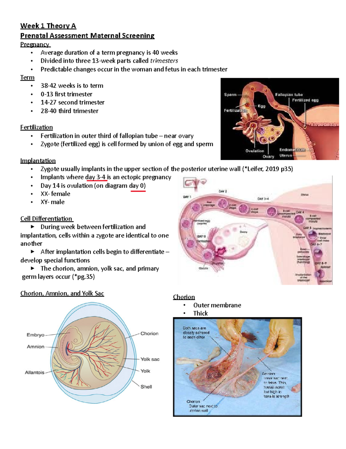 Week 1 Prenatal Assessment Maternal Screening Study Notes - Week 1 ...