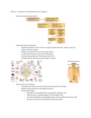 BIO-285 CNS pt 1 - Central Nervous System notes. Prof. Fink. - Chapter ...