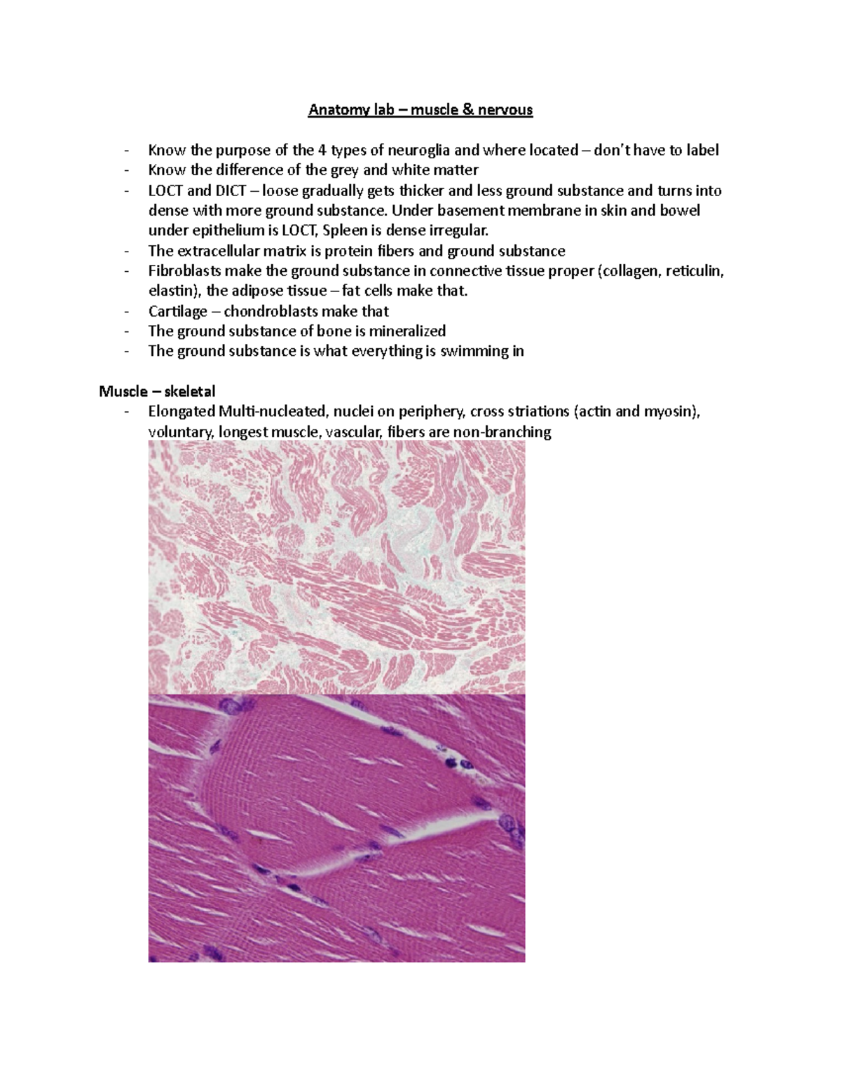 Anatomy Lab - Muscle & Nervous - Anatomy Lab – Muscle & Nervous Know ...