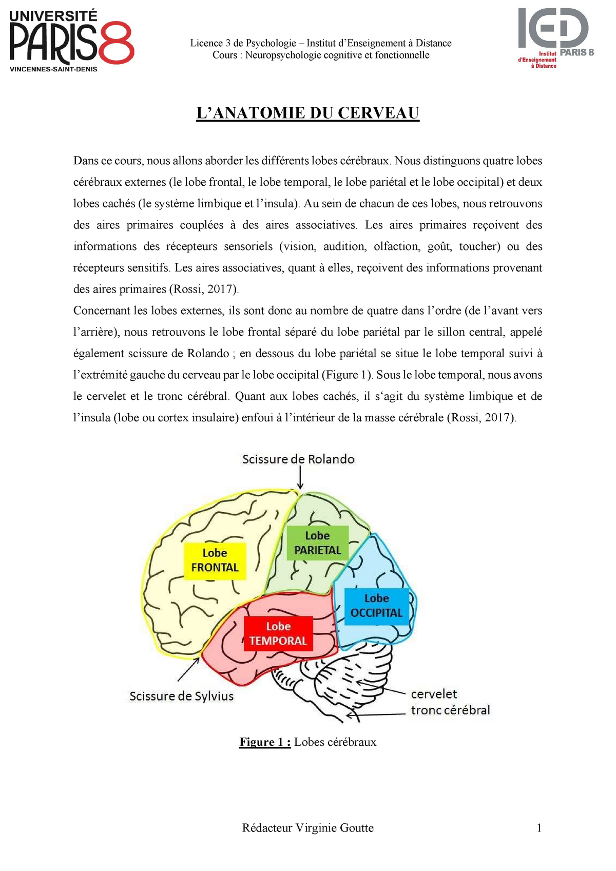 Lanatomie Du Cerveau Warning Tt Undefined Function 32 Cours Neuropsychologie Cognitive 
