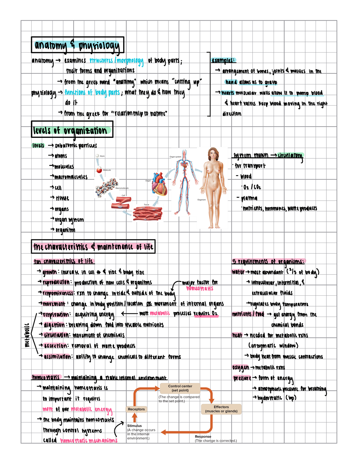 anatomy test one - anatomy physiology anatomy sexaminesstructures ...