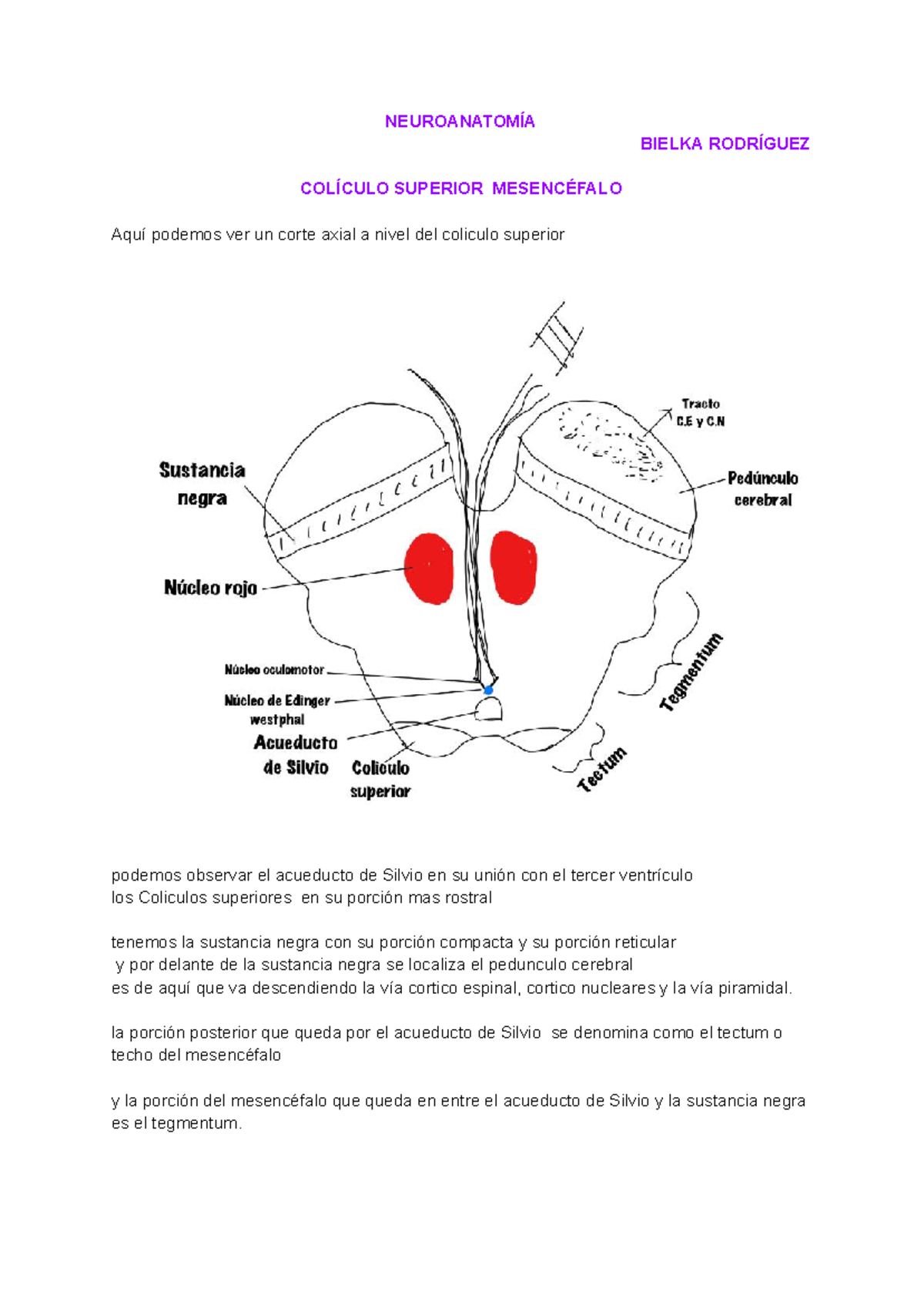 Documento sin título 3 - NEUROANATOMÍA BIELKA RODRÍGUEZ COLÍCULO ...