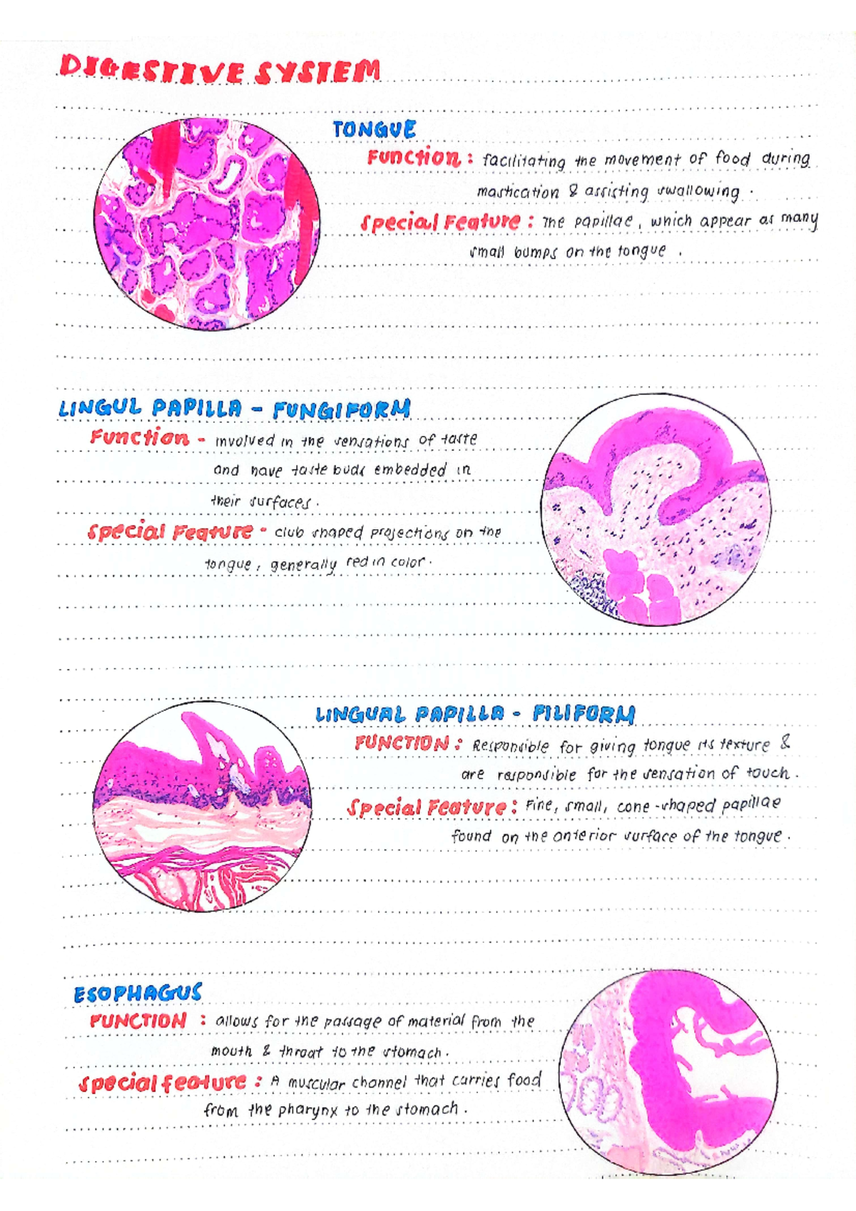 Finalized-version-digest - DIGESTIVE SYSTEM TONGUE Function ...