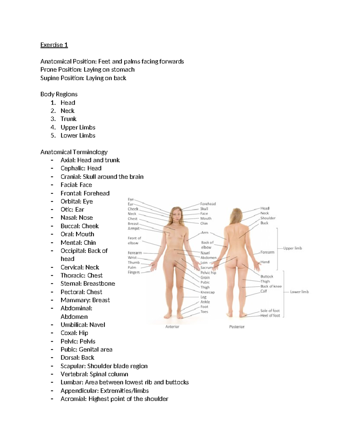 BIOL110L Practical 1 Study Guide - Exercise 1 Anatomical Position: Feet ...