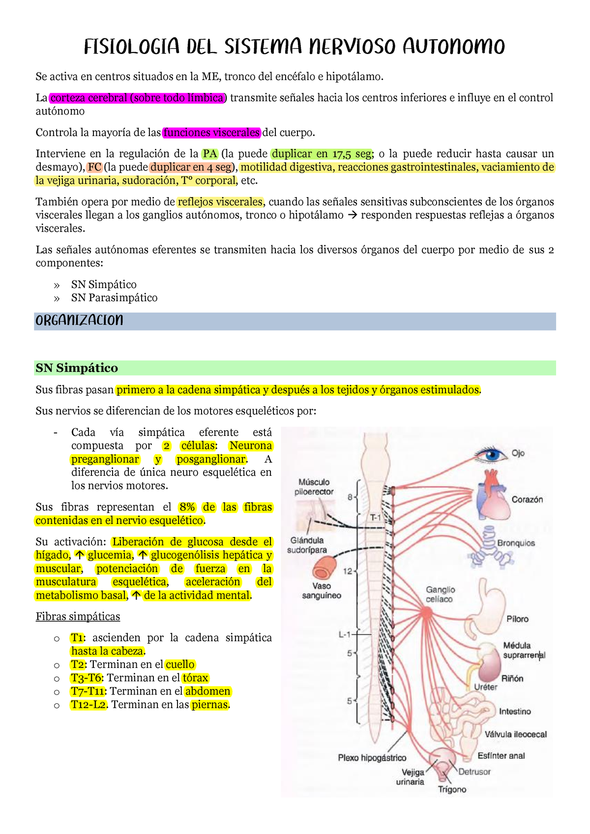 Fisiología DEL Sistema Nervioso Autónomo - FISIOLOGÕA DEL SISTEMA ...