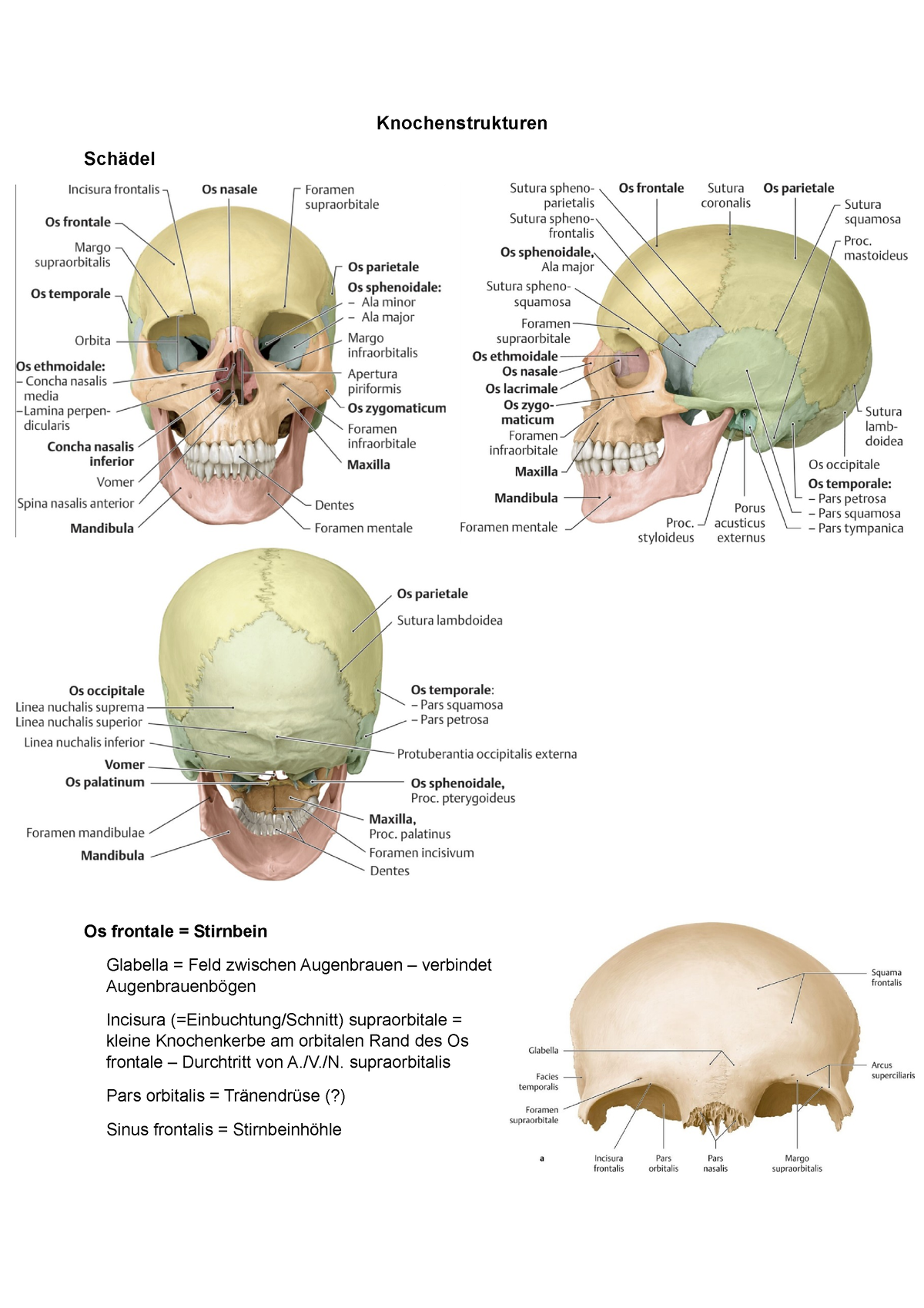Knochen Termini Ausarbeitung Knochenstrukturen Schädel Os Frontale Stirnbein Glabella 7068