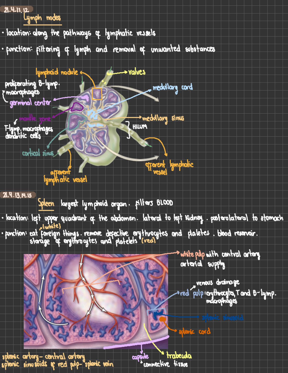 Chapter 21 - Lymphatic System - ####### 21.4. Ymph Nodes · Location ...