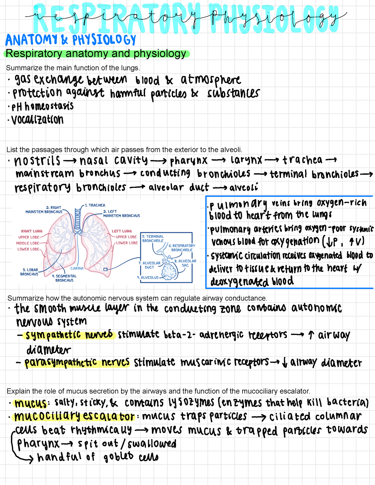 Respiratory Physiology - Respiratory anatomy and physiology Summarize ...