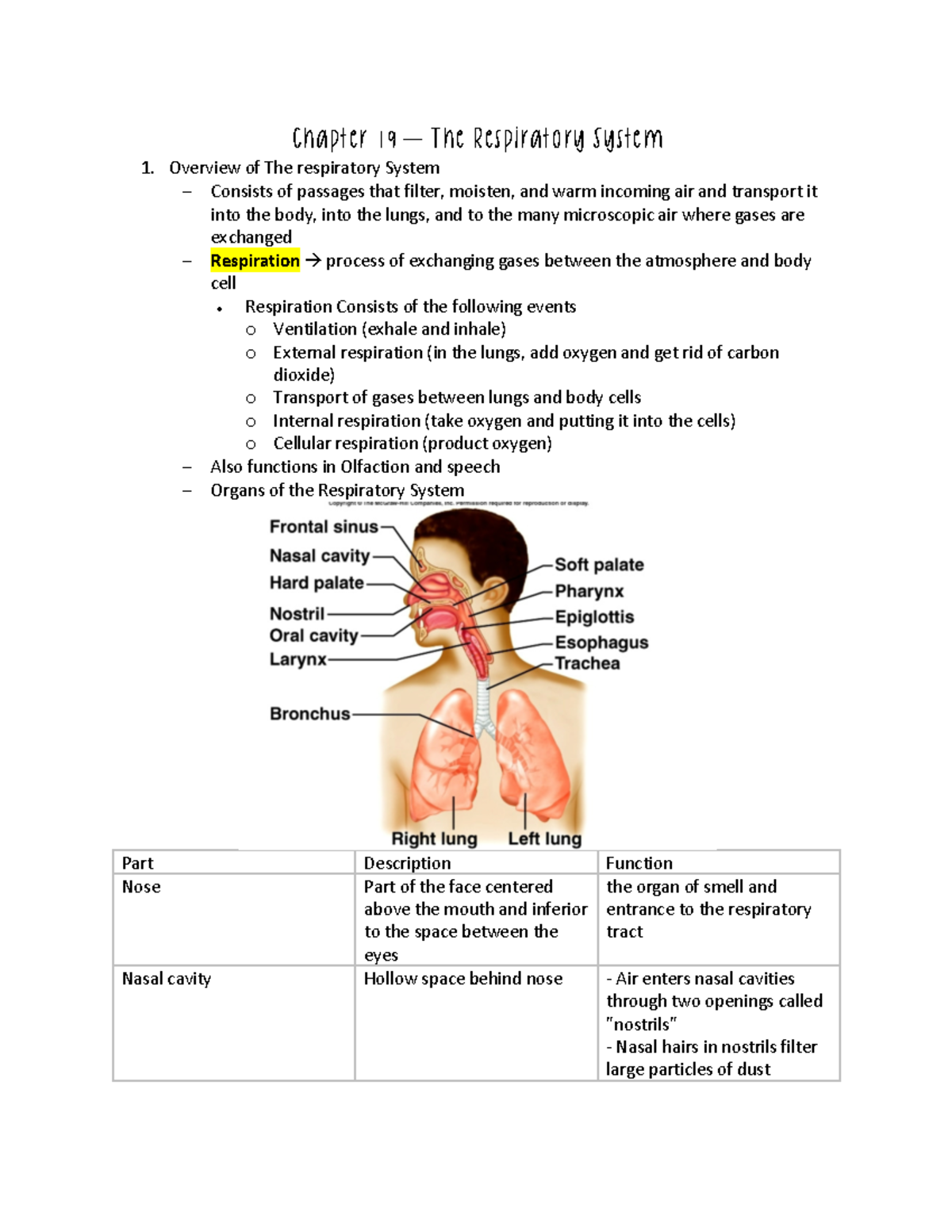 Chapter 19 – The Respiration System - Chapter 19 – The Respiratory ...