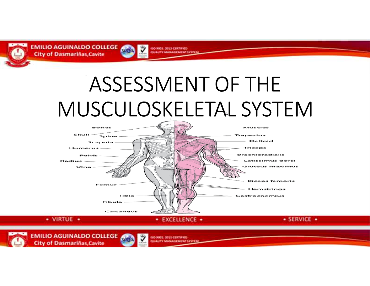 Assessment OF THE Musculoskeletal System - ASSESSMENT OF THE ...