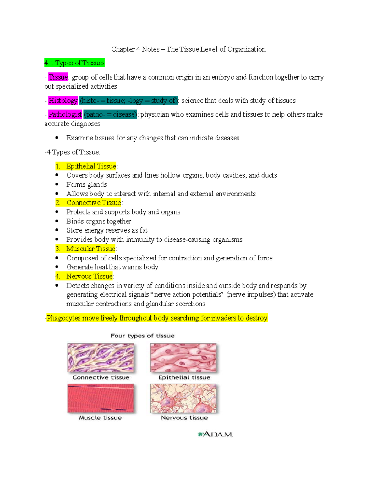 Chapter 4 Notes - BIOL 2301 - San Jac - Studocu