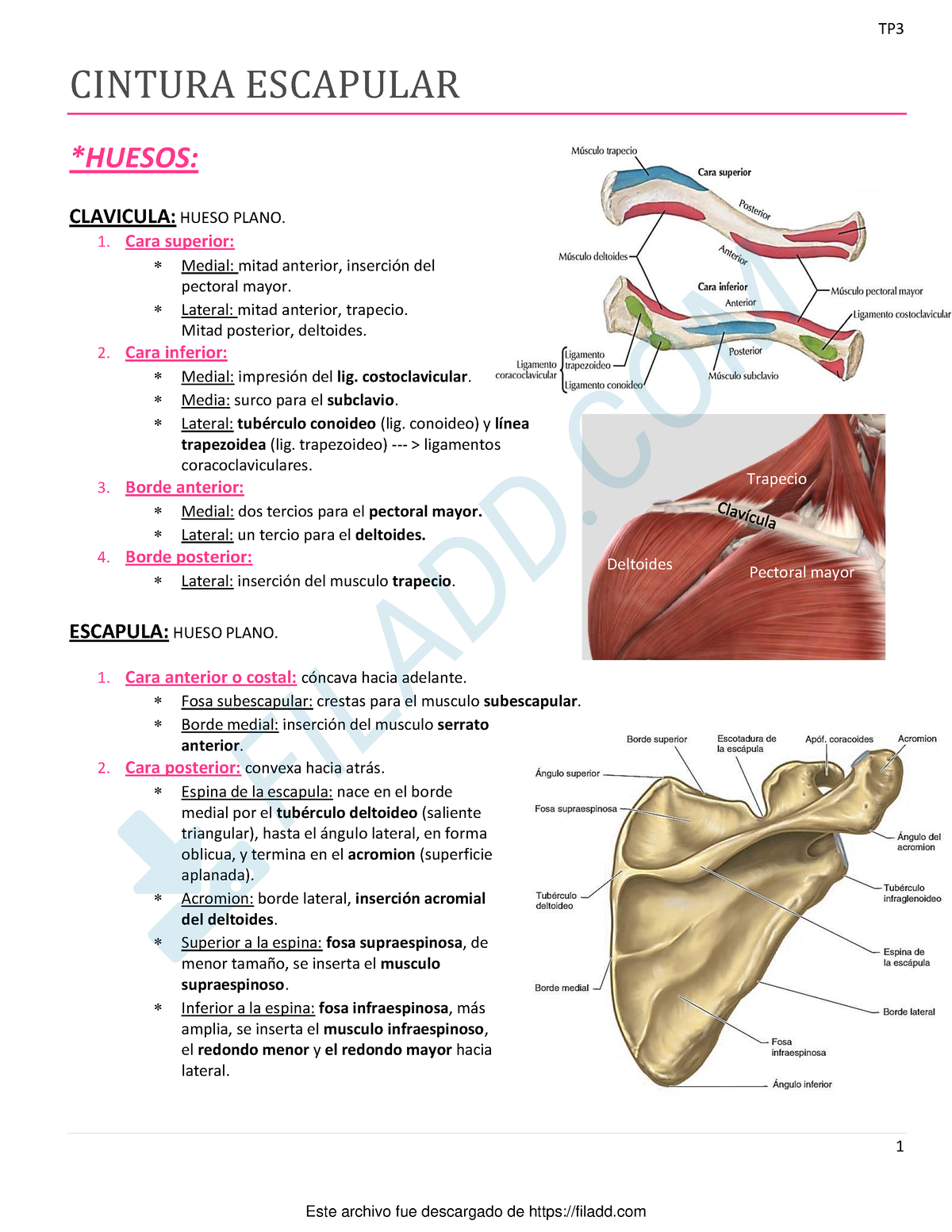 Resumen de Cintura Escapular - Anatomia Cat2 (biblio: Latarjet y