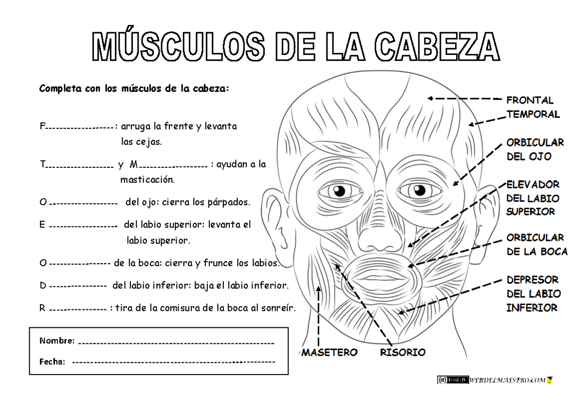 Sistema locomotor músculos de la cara - ciencia y tecnologia - Completa