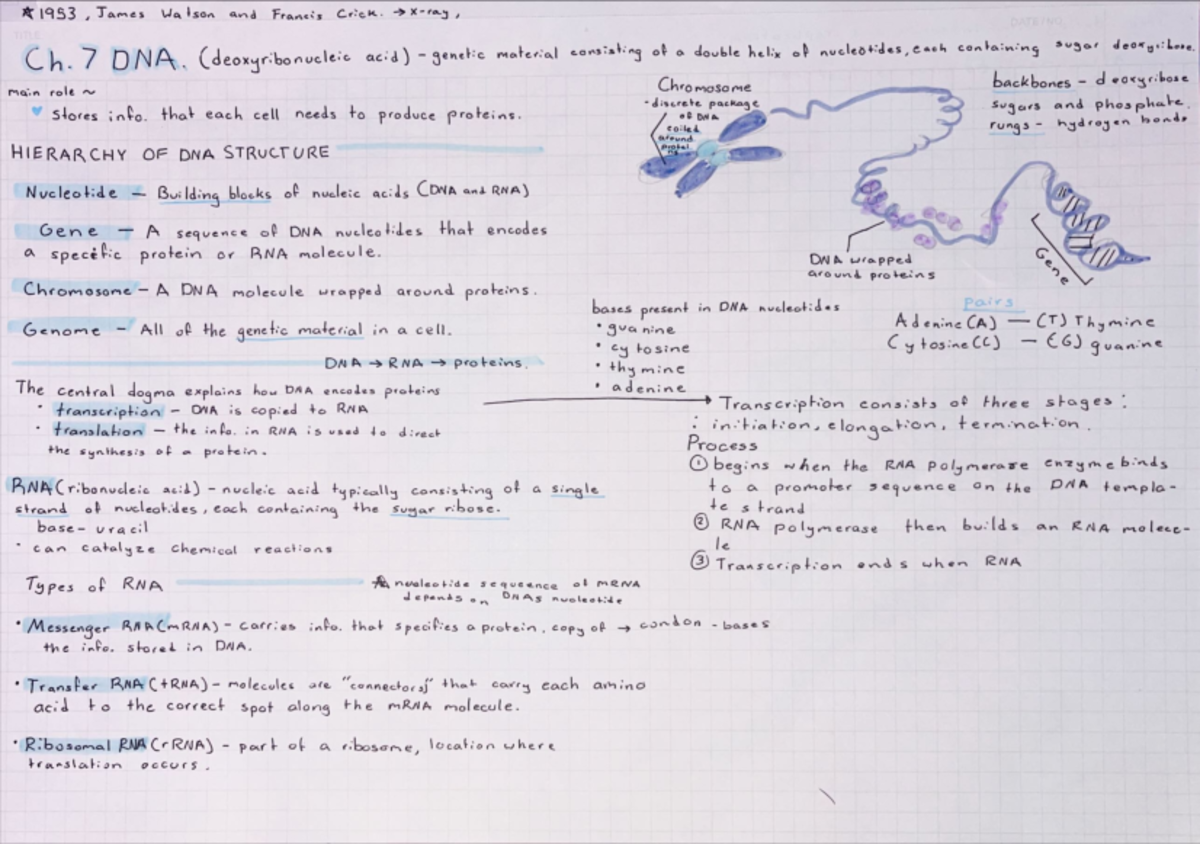 Chapter 7- DNA - BIOL 1408 - Studocu