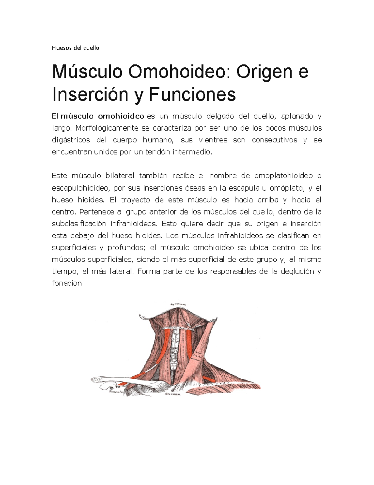 origen e inserción del músculo esternohioideo