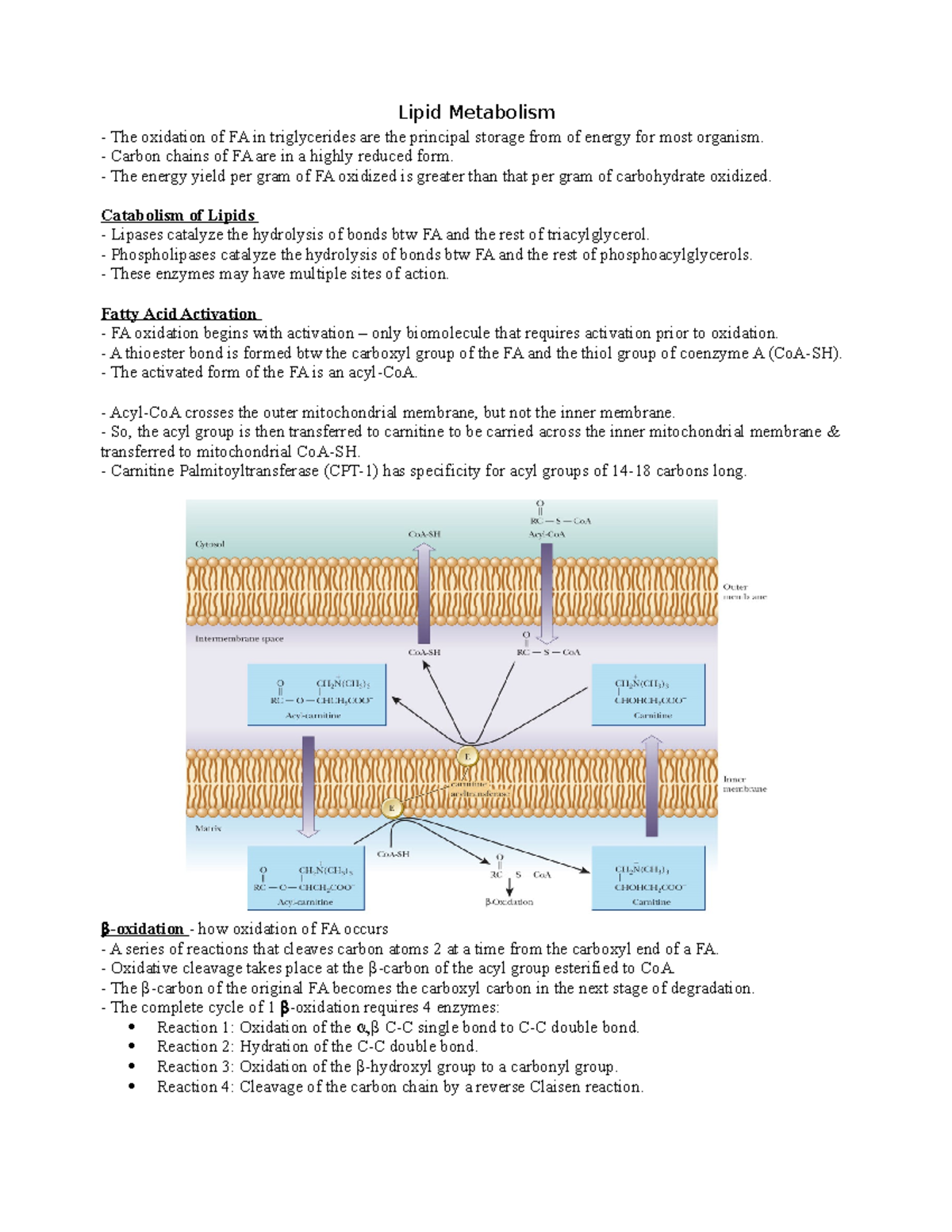 Chapter 21 - Lipid Metabolism - StuDocu