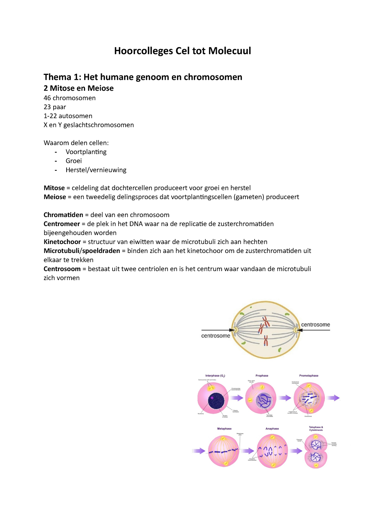 Hoorcolleges Cel Tot Molecuul Interfase 2 Profase 3 Prometafase 4