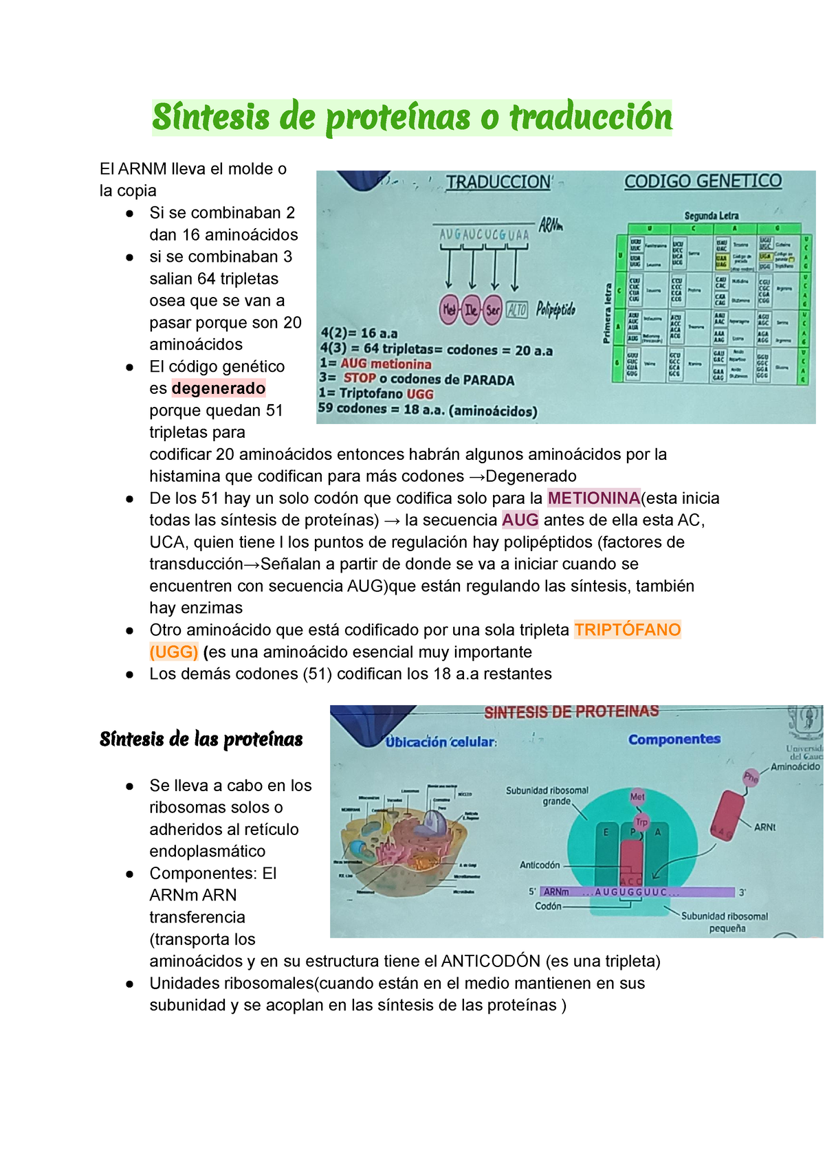 2. Sistesis De Proteinas - Síntesis De Proteínas O Traducción El ARNM ...