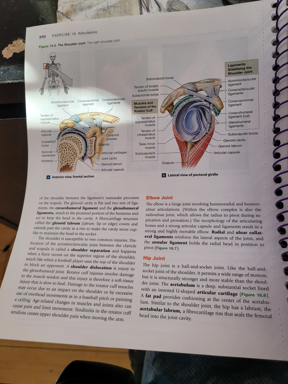 20230312 102909 - this gives example of the shoulder joint while ...