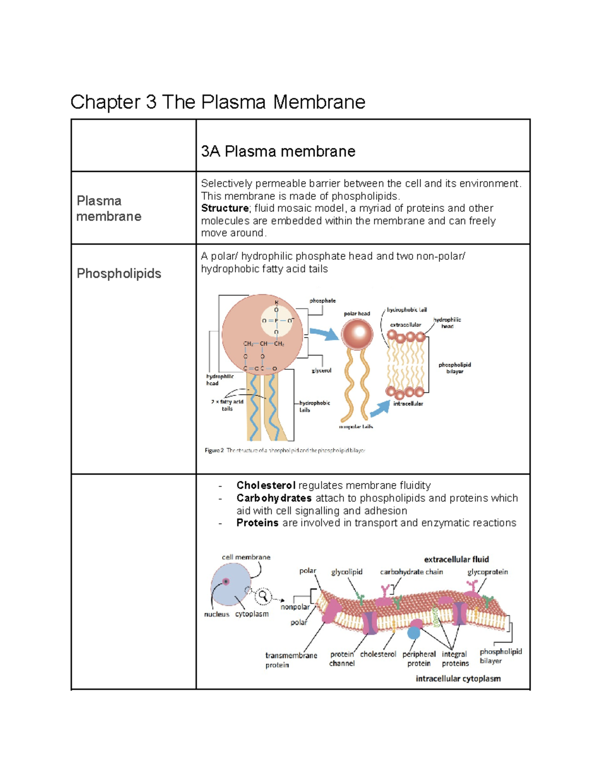 BIO SAC Revision - Chapter 3 The Plasma Membrane 3A Plasma membrane ...