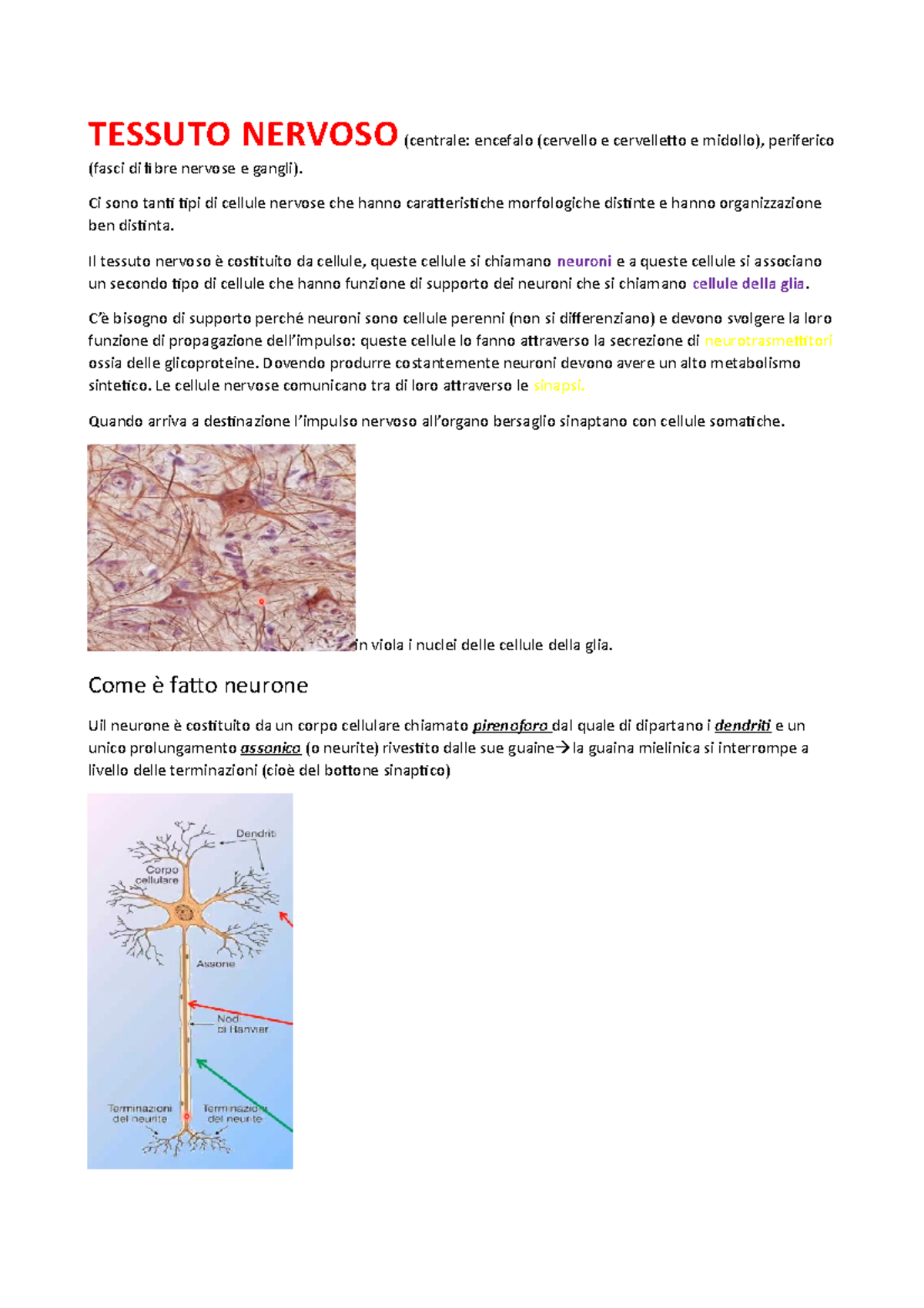 Tessuto Nervoso - TESSUTO NERVOSO (centrale: encefalo (cervello e ...