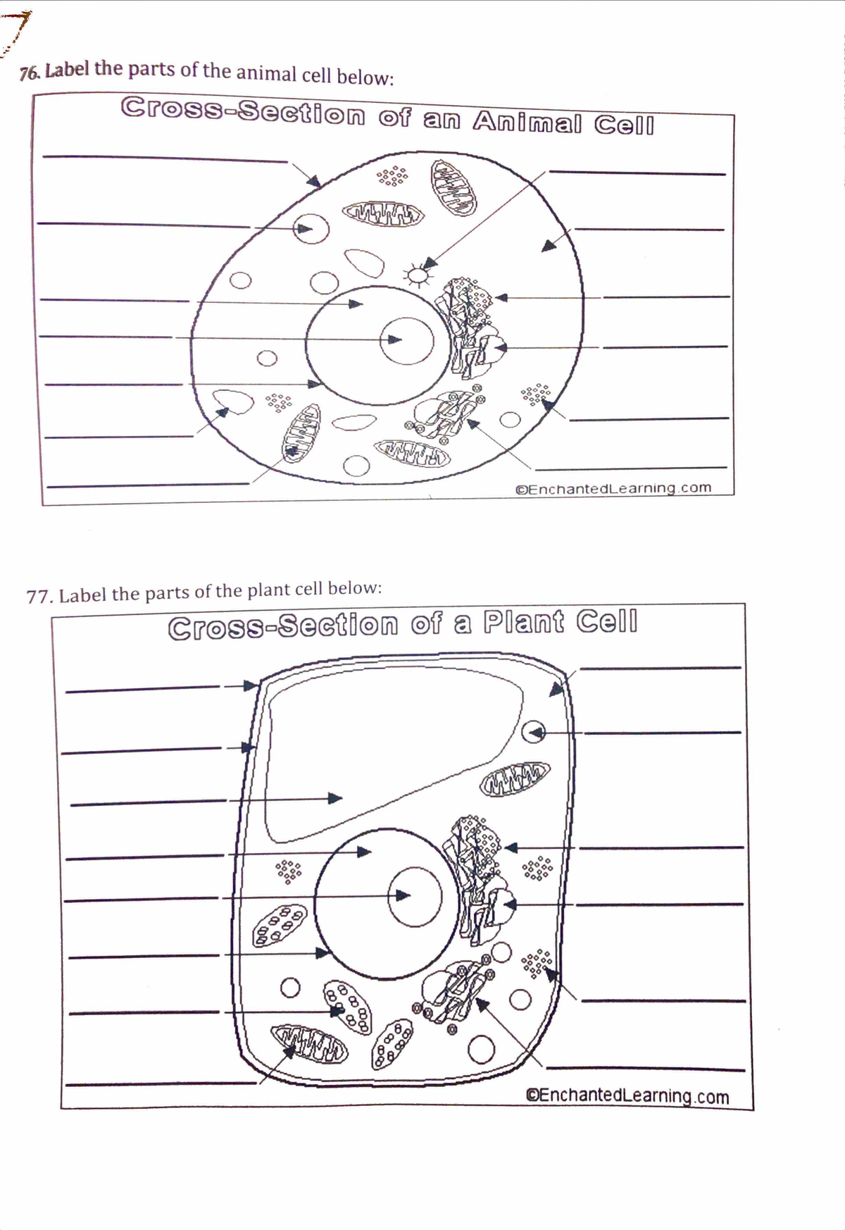 Cells Plant and Animal Worksheet - Studocu