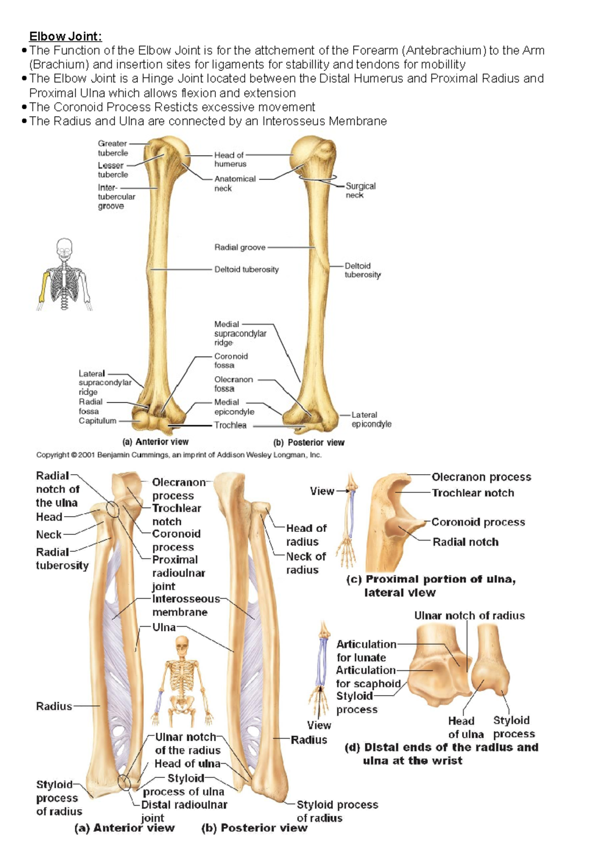 ANAT 241 - Lecture 23 (Elbow, Wrist and Hand) - Elbow Joint: The ...