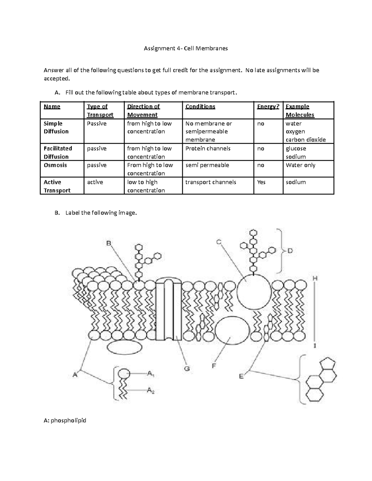 Assignment #4- Cell Membranes - Assignment 4- Cell Membranes Answer all ...