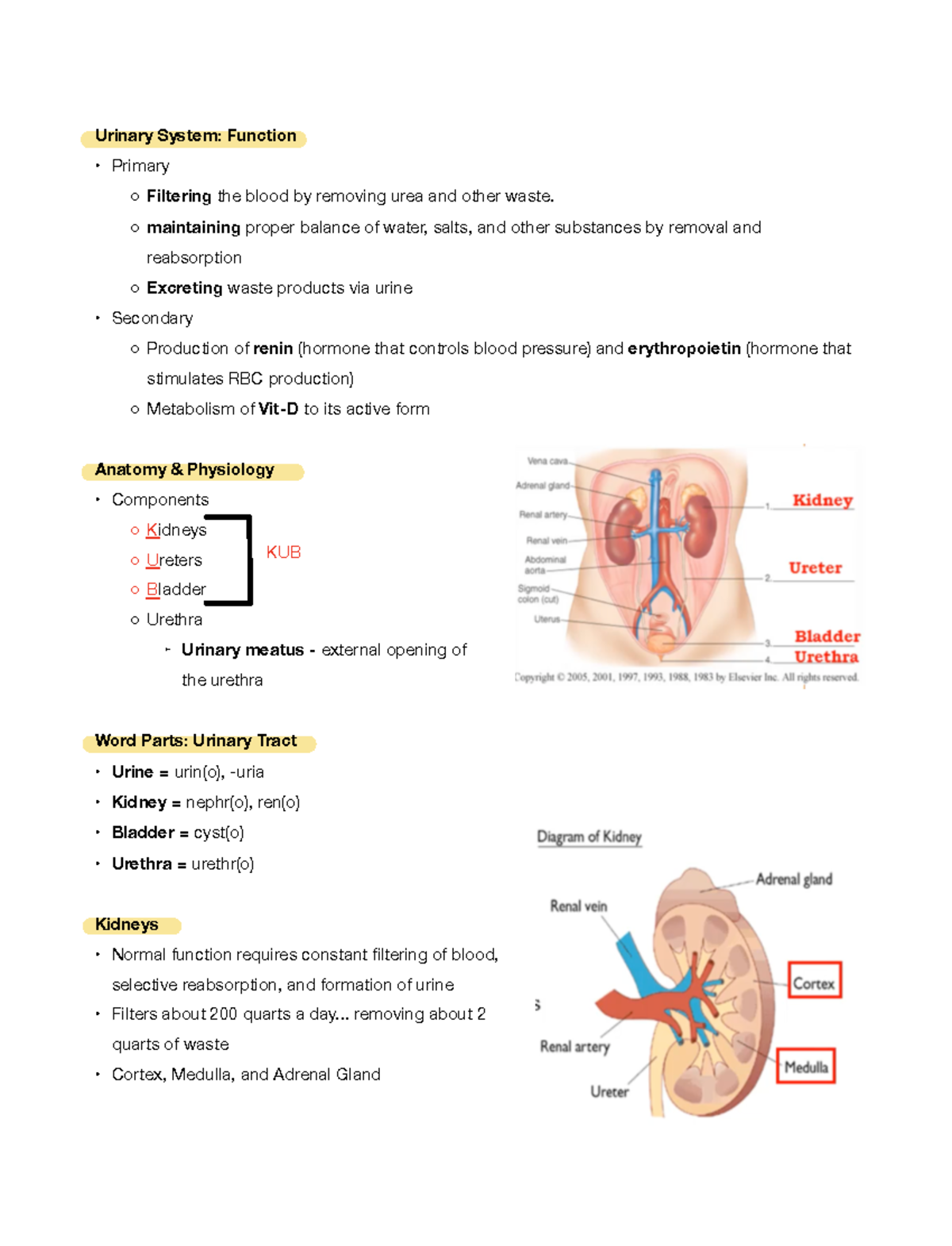 Chapter 7 Urinary System - Urinary System: Function Primary Filtering ...