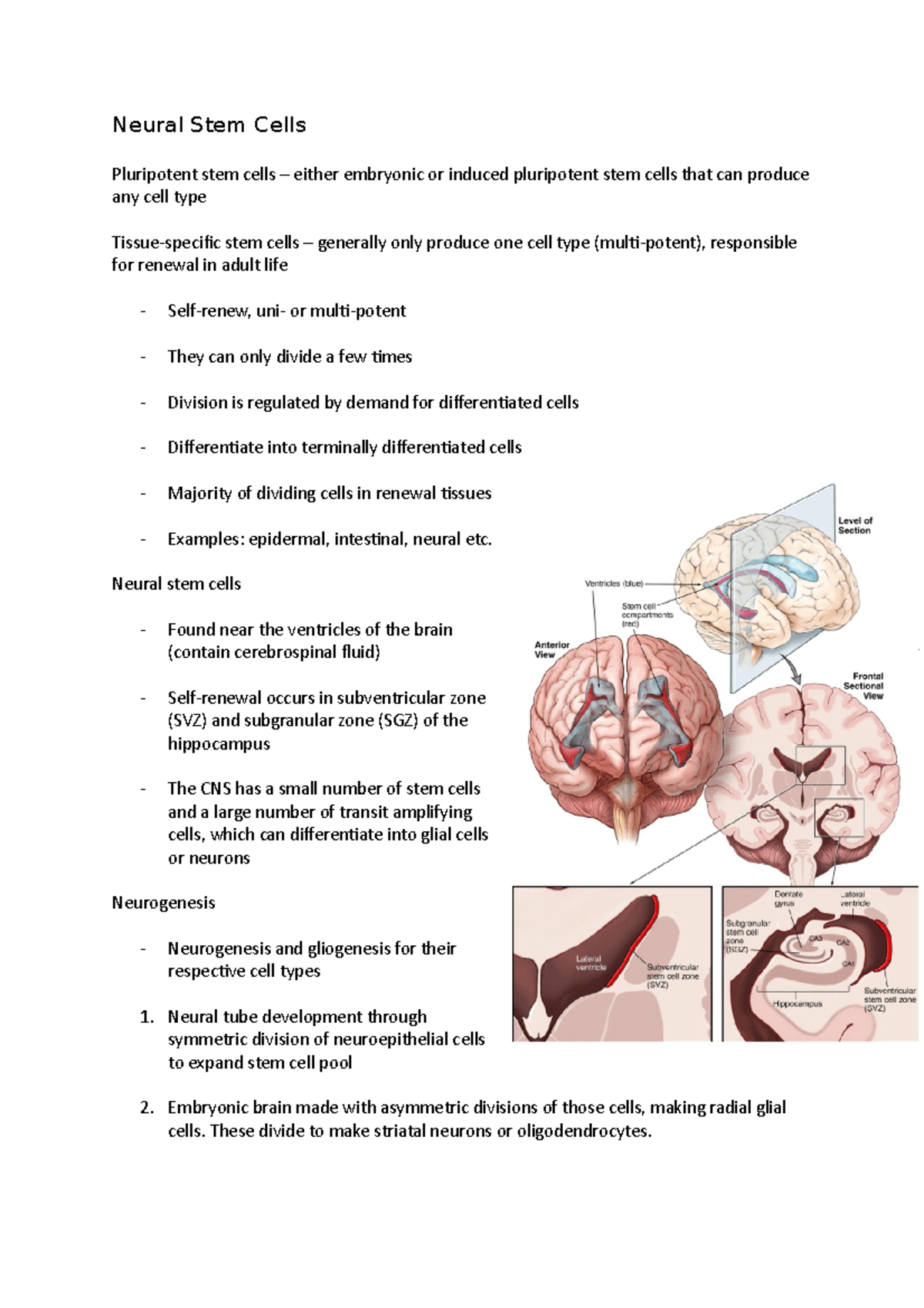 Neural Stem Cells - Neural Stem Cells Pluripotent stem cells – either ...