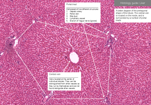 ANAT3009 - lecture note - ANAT3009: Functional Histology Wk1 ...