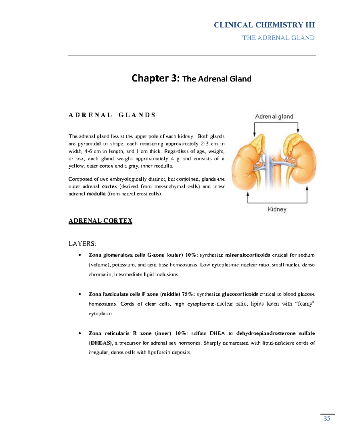 Adrenal Gland Secrets: The Unexpected Power Within You - 82bk31y