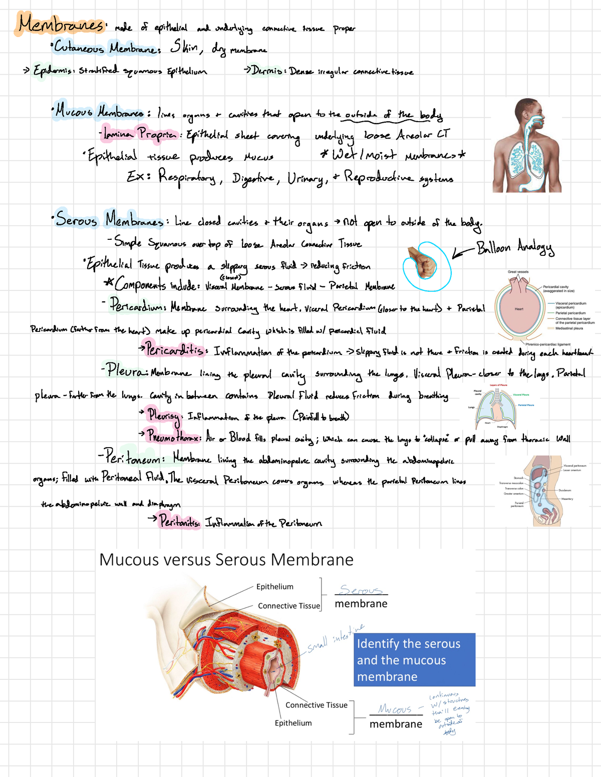 Human Anatomy Notes Membranes - Membranes: made of epithelial and ...