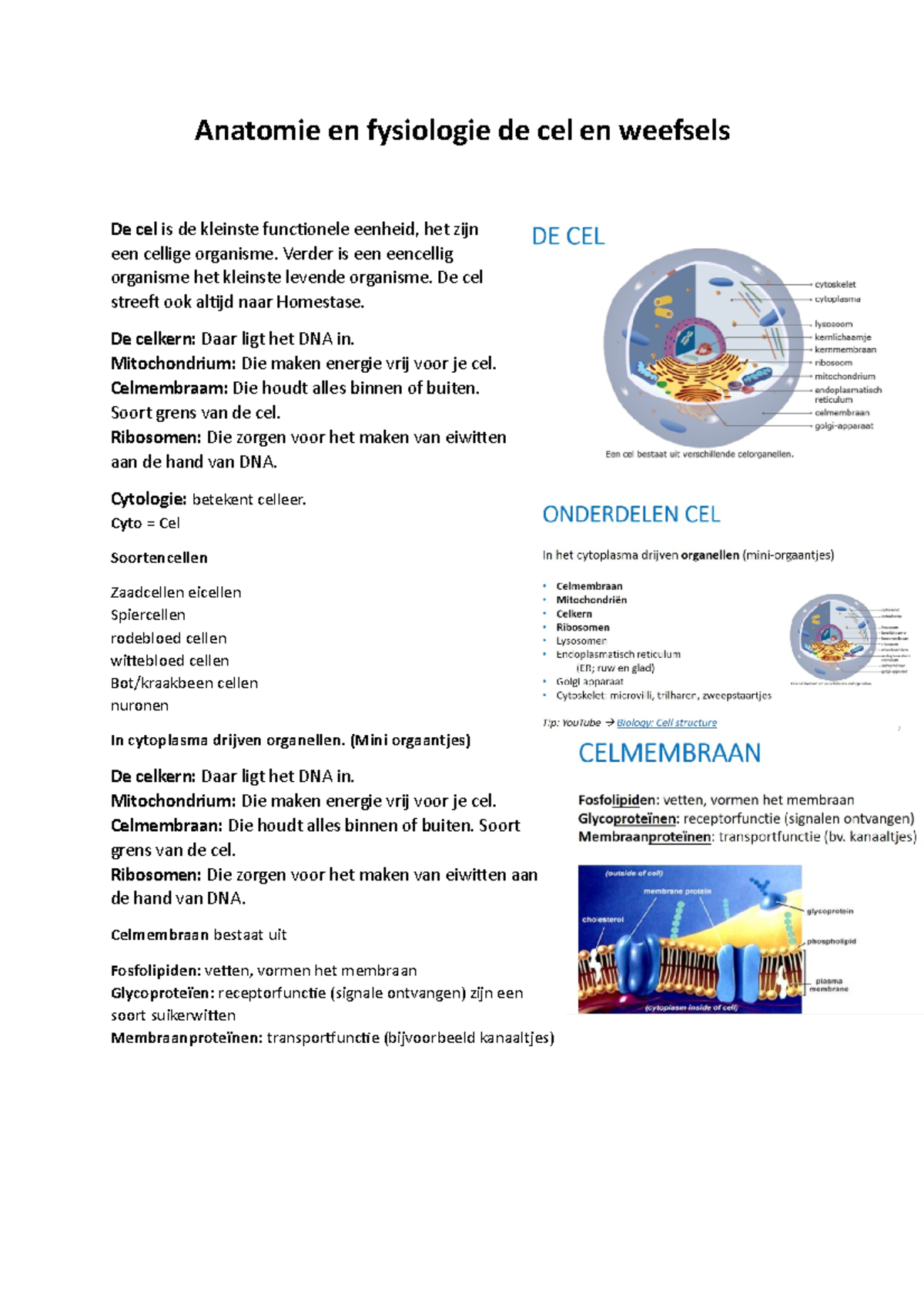 Anatomie En Fysiologie De Cel En Weefsels Compleet - Anatomie En ...