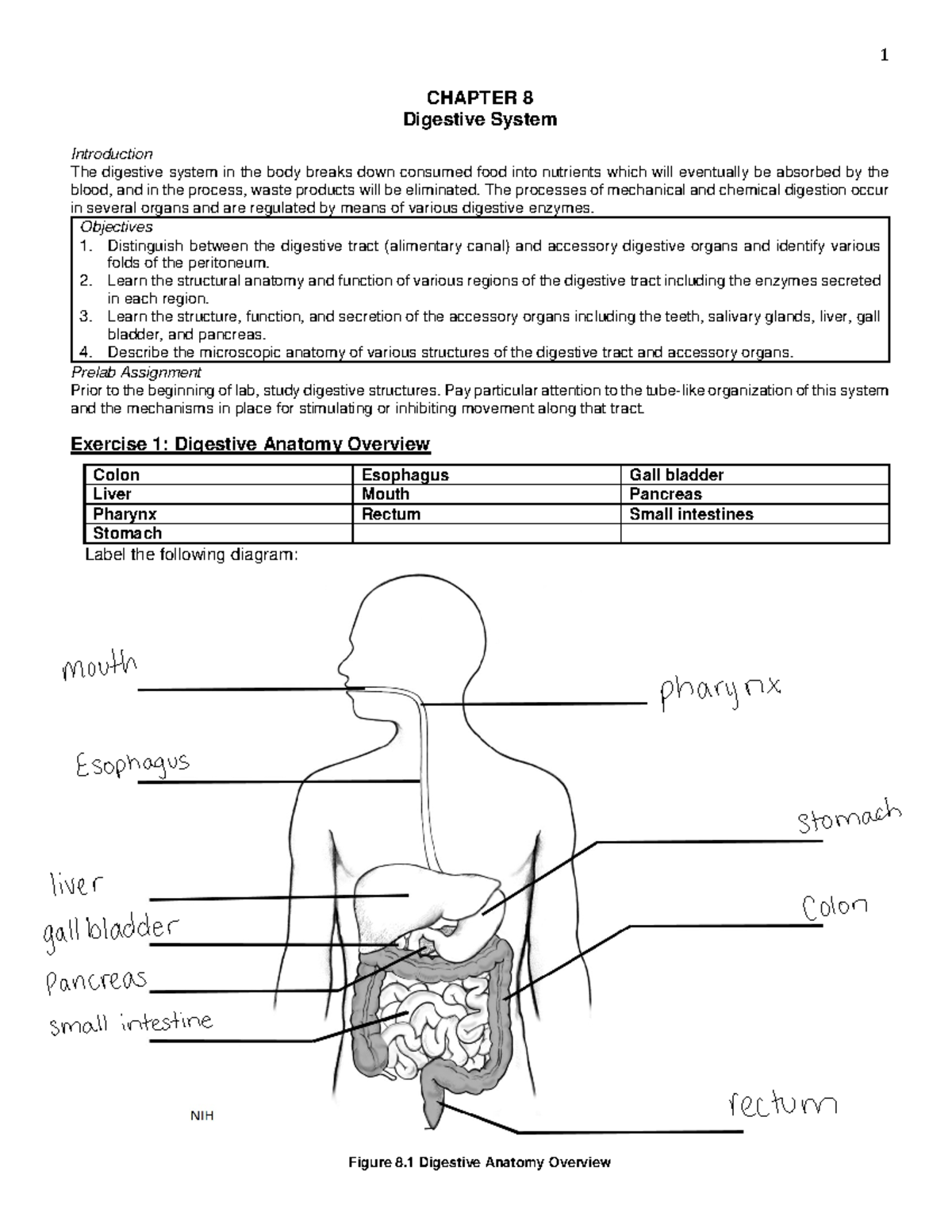 Lab8-Digestive+System - CHAPTER 8 Digestive System Introduction The ...