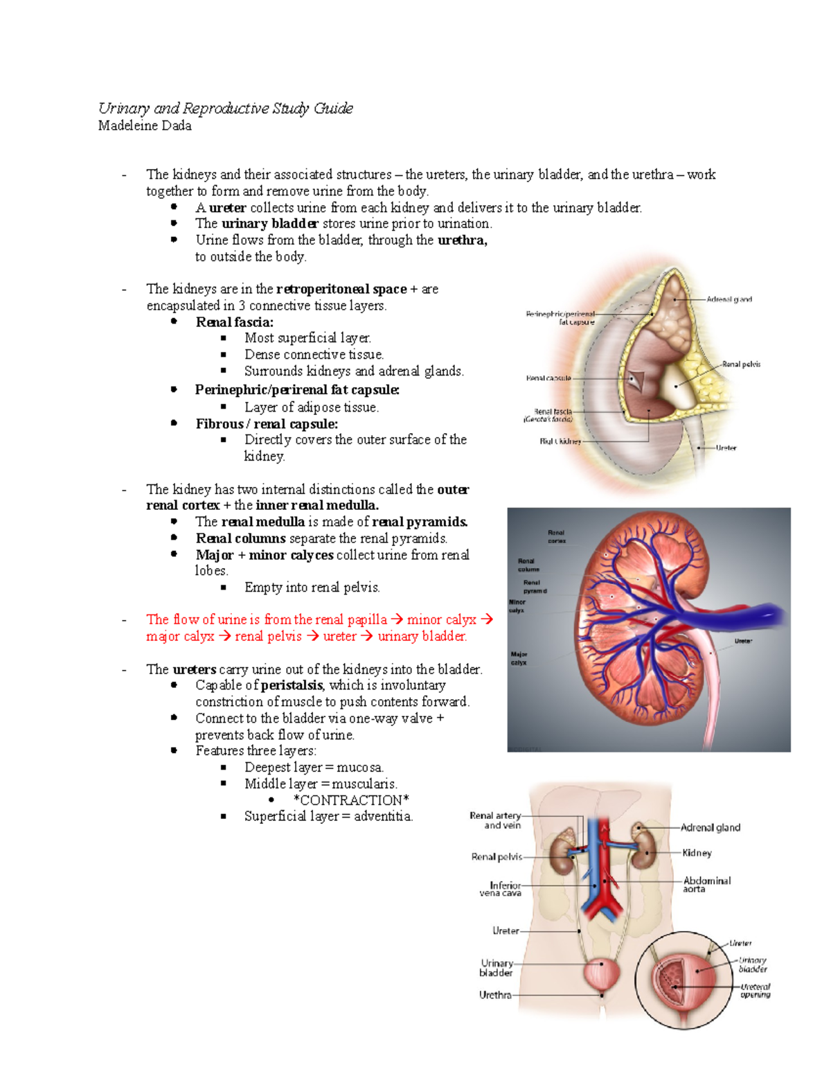 Urinary and Reproductive Study Guide - Urinary and Reproductive Study ...