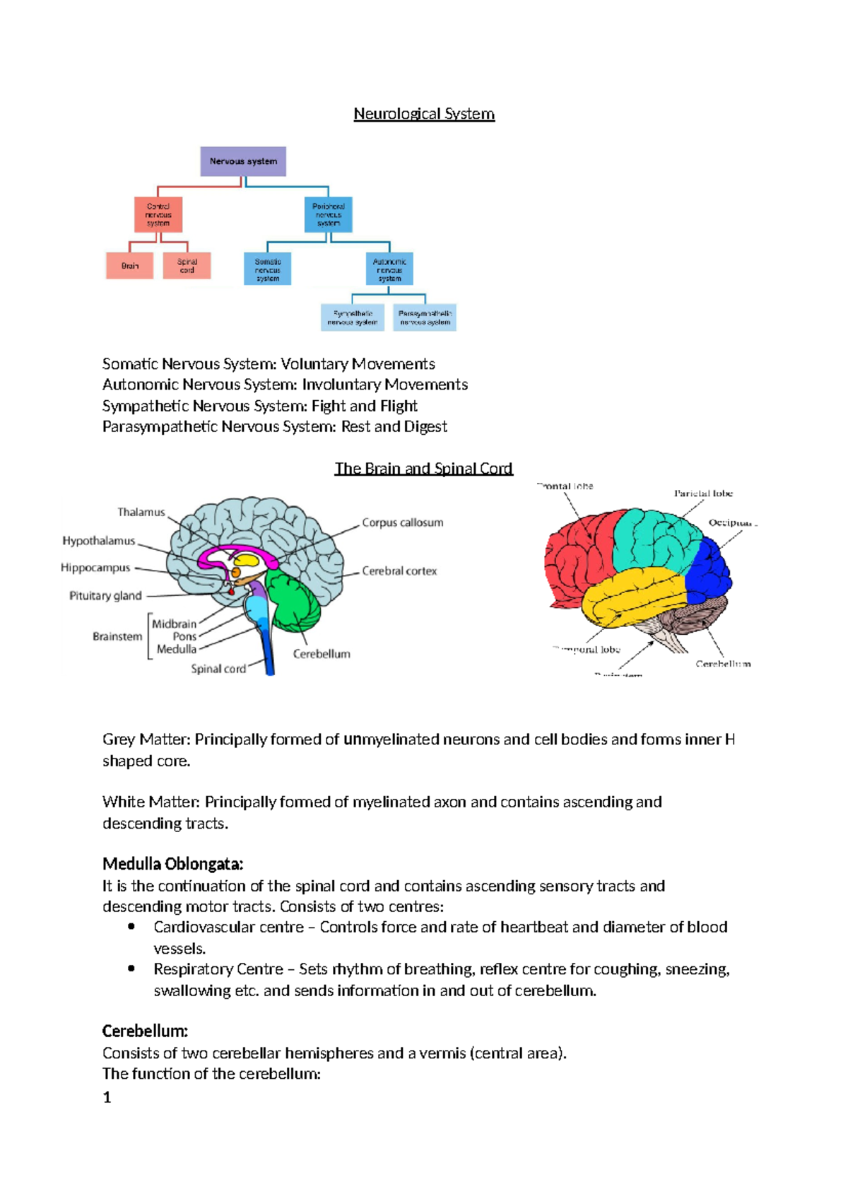 Neurological System notes - Neurological System Somatic Nervous System ...
