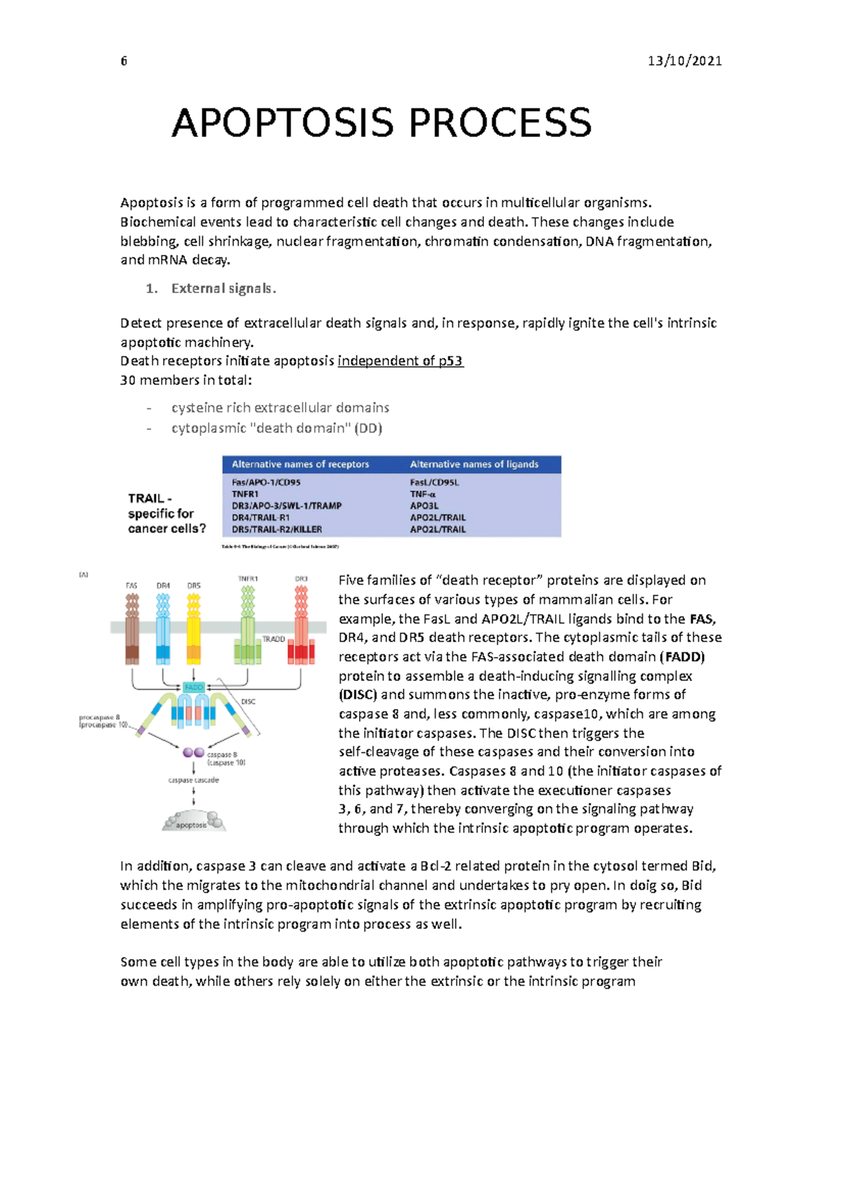 Apoptosis Of The Cell APOPTOSIS PROCESS Apoptosis Is A Form Of   Thumb 1200 1698 