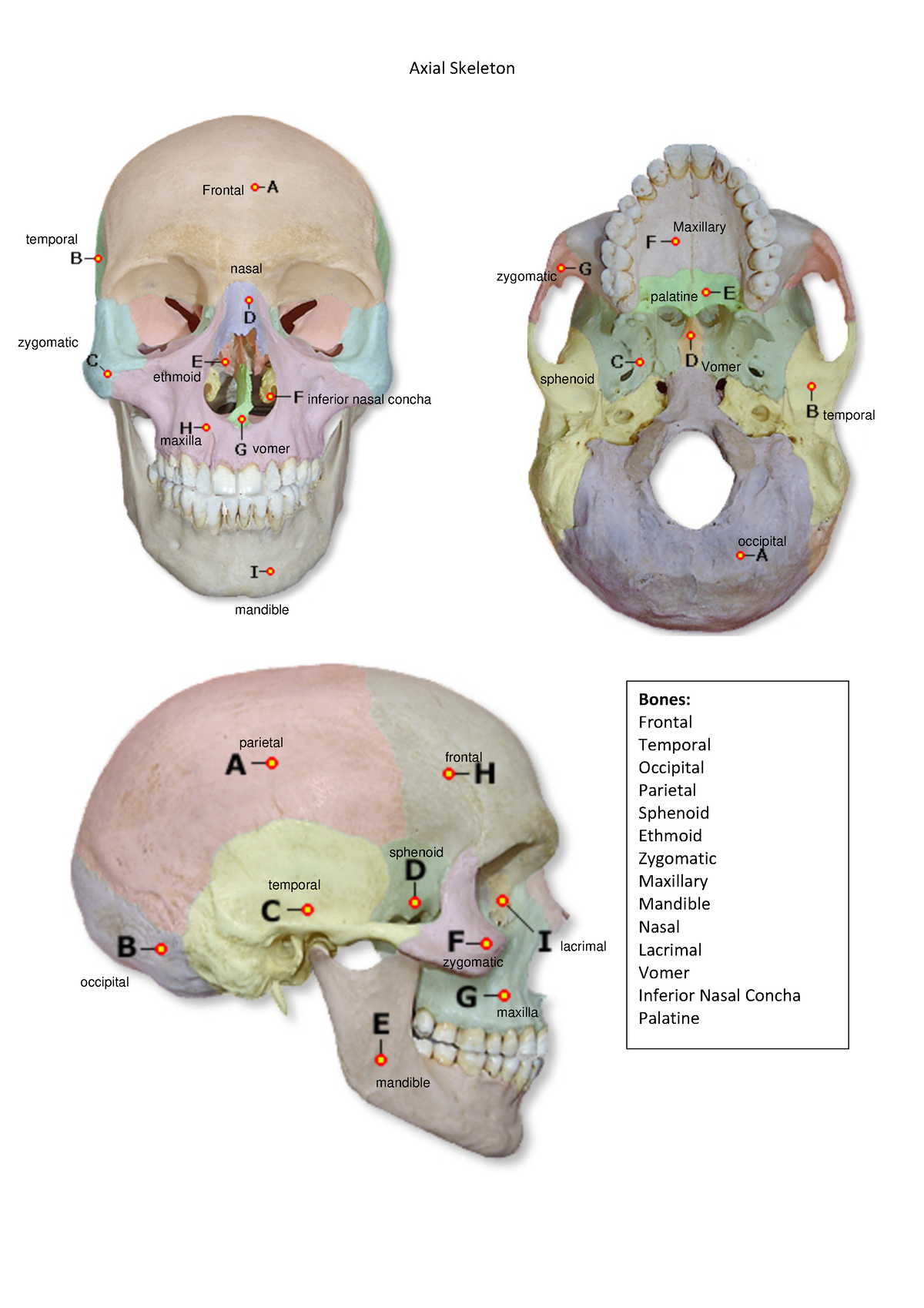 Axial Skeleton - Axial Skeleton Bones: Frontal Temporal Occipital ...