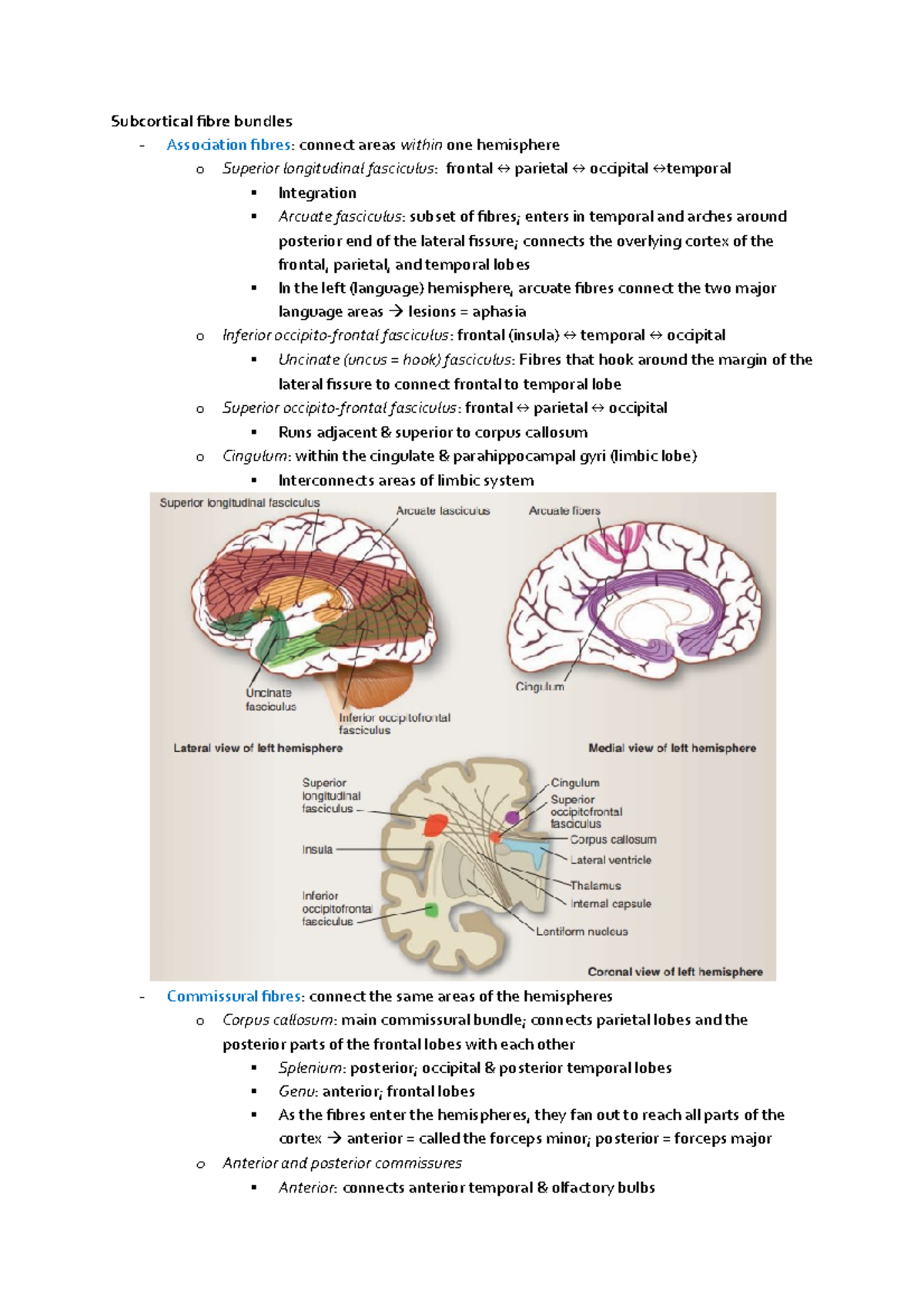 Subcortical fibre bundles - Studocu