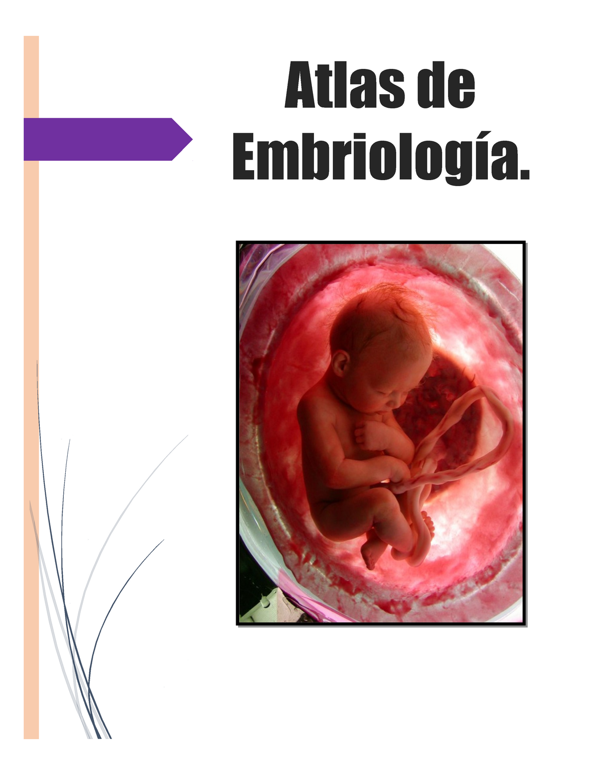 Atlas Embriología Lagman Embriologia Medica Atlas De Embriología Ciclo Celular Se Inicia 