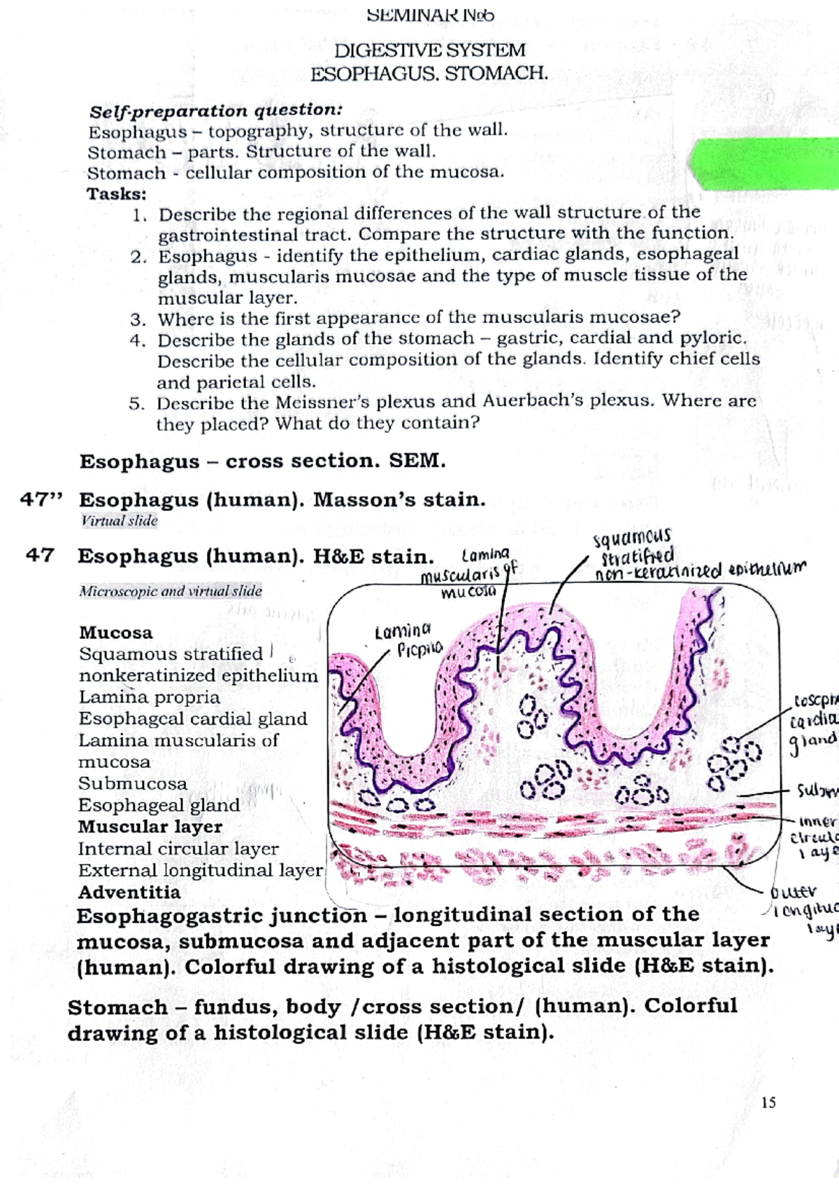 Sem 2 Anatomy Histology Drawings Seminar 6-7 - Human Anatomy and ...